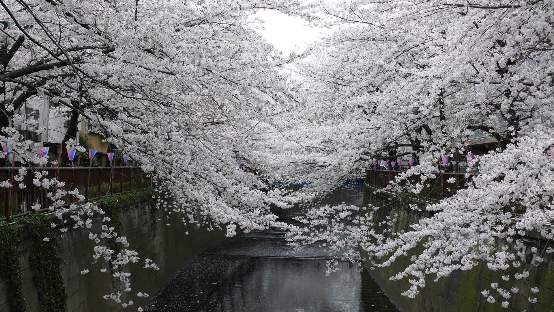 White sakura trees [1920x1080], r