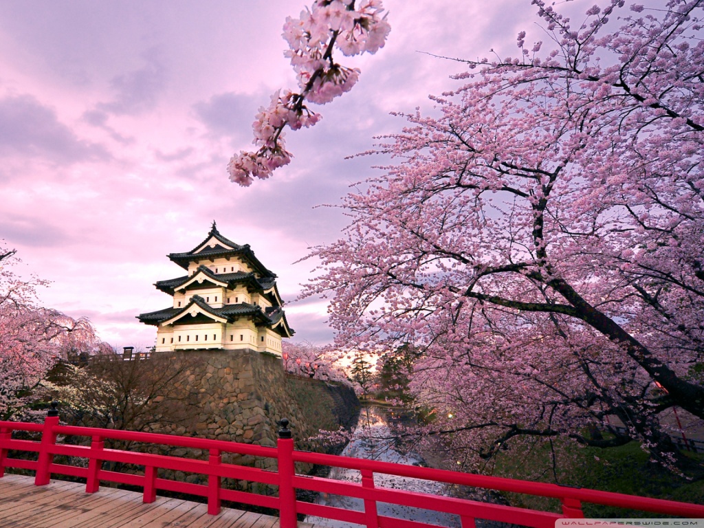 Cherry Blossoms, Japan Ultra HD