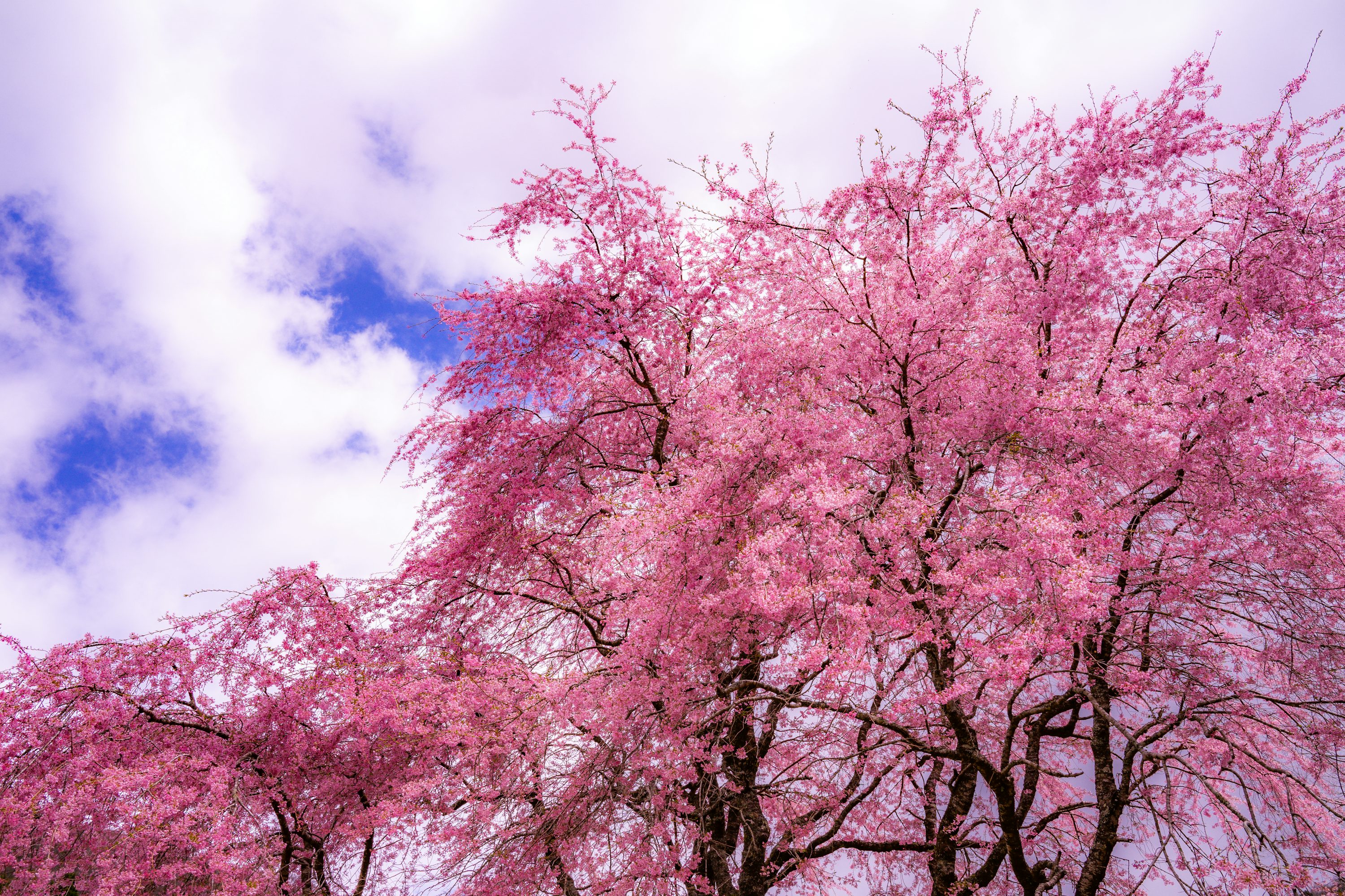 Japanese Cherry Blossom Picture HD