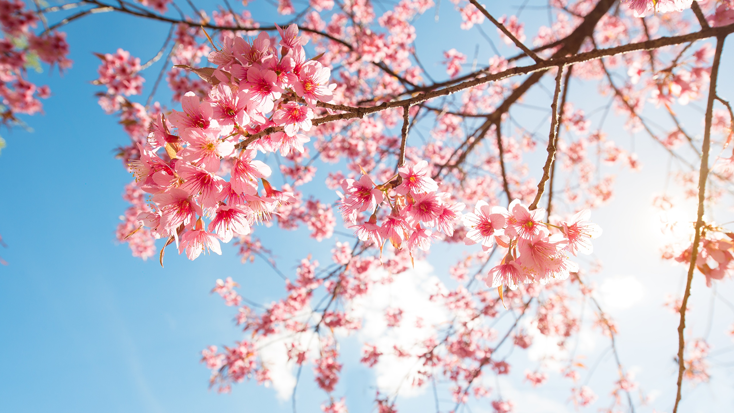 Desktop Wallpaper Sakura Nature