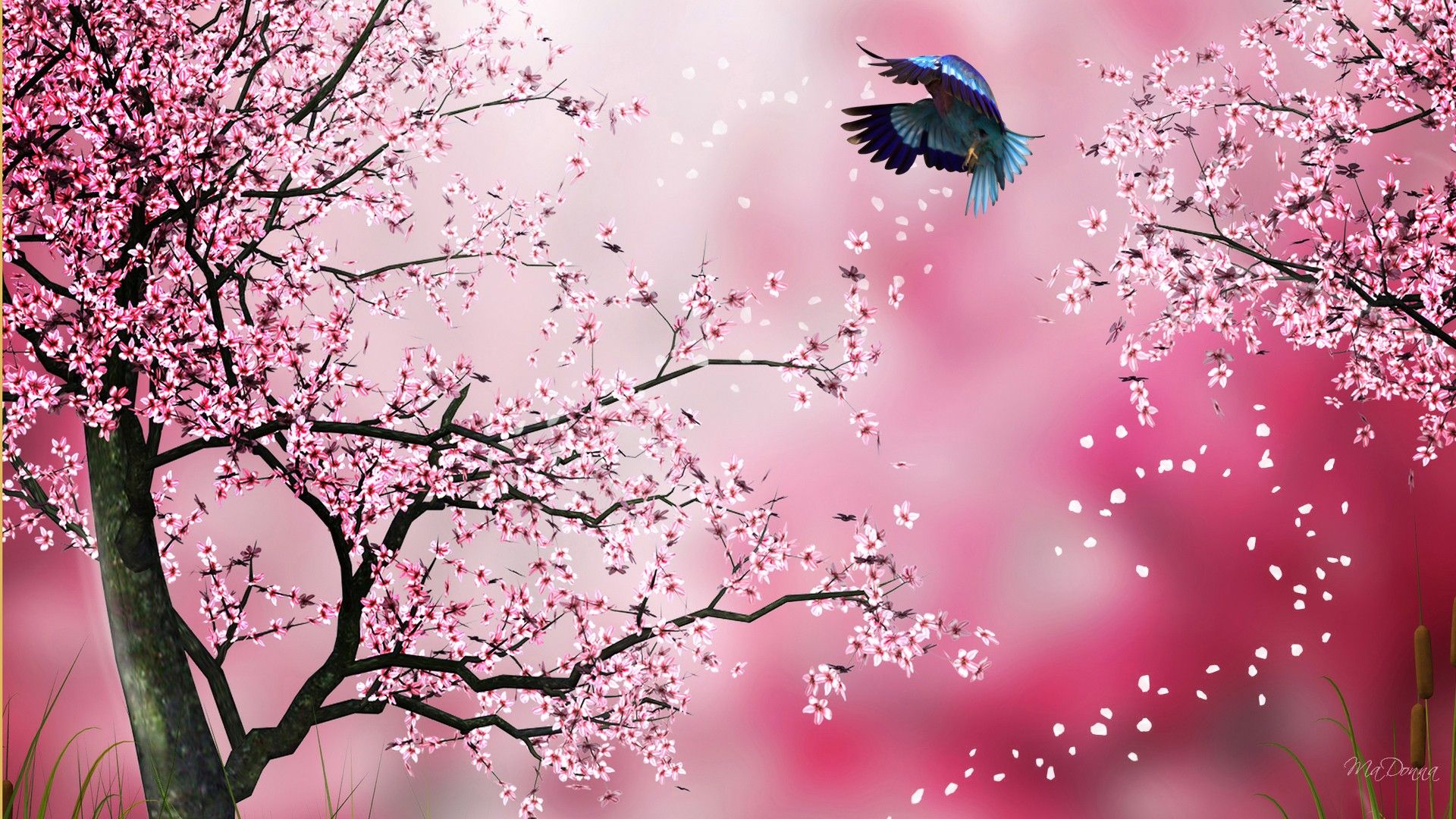Japanese Sakura Wallpaper 1920x1080