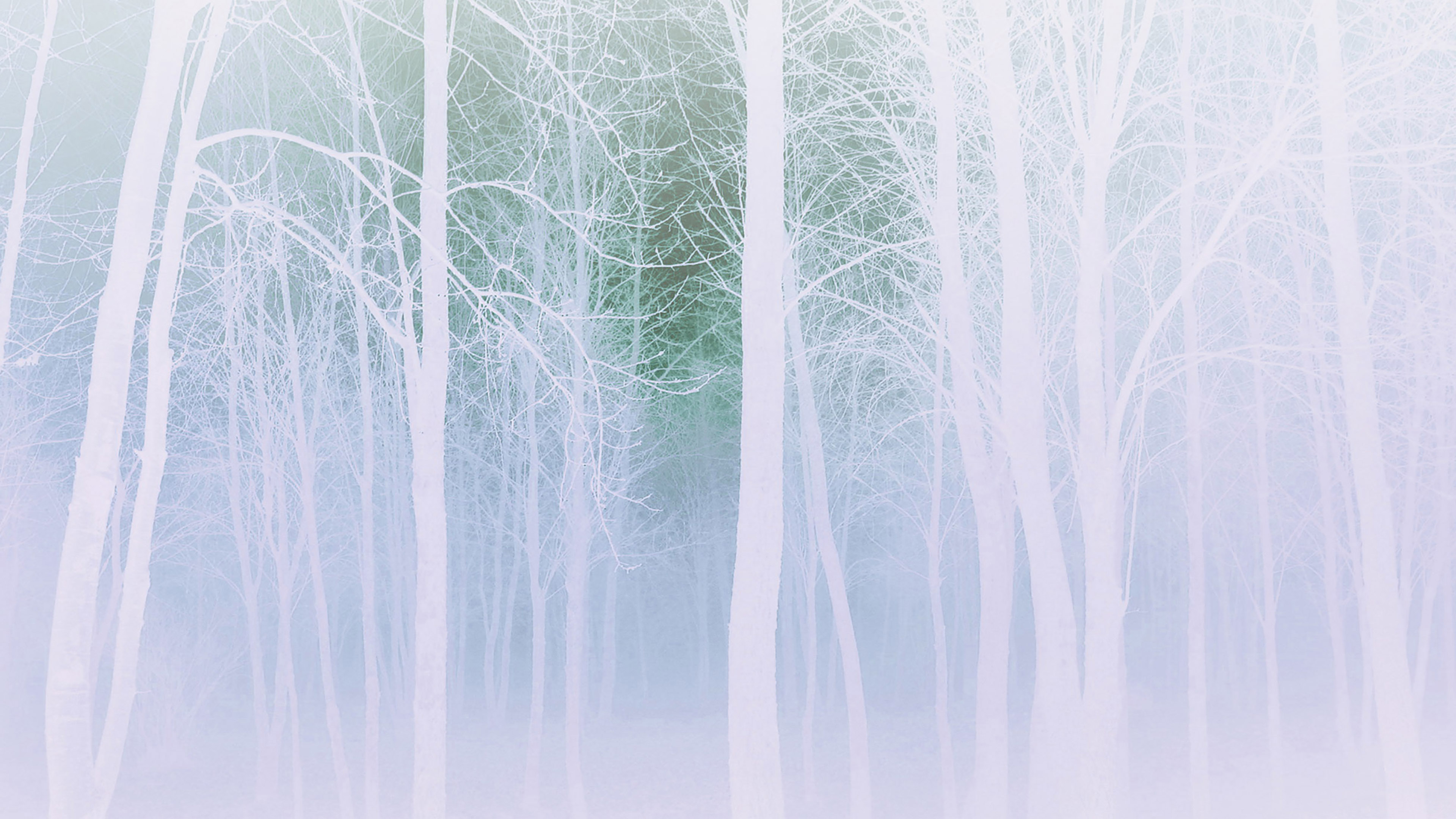 Wallpaper Foggy Forest White