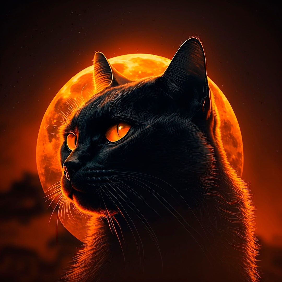 Black Cat on the Background of a Bright