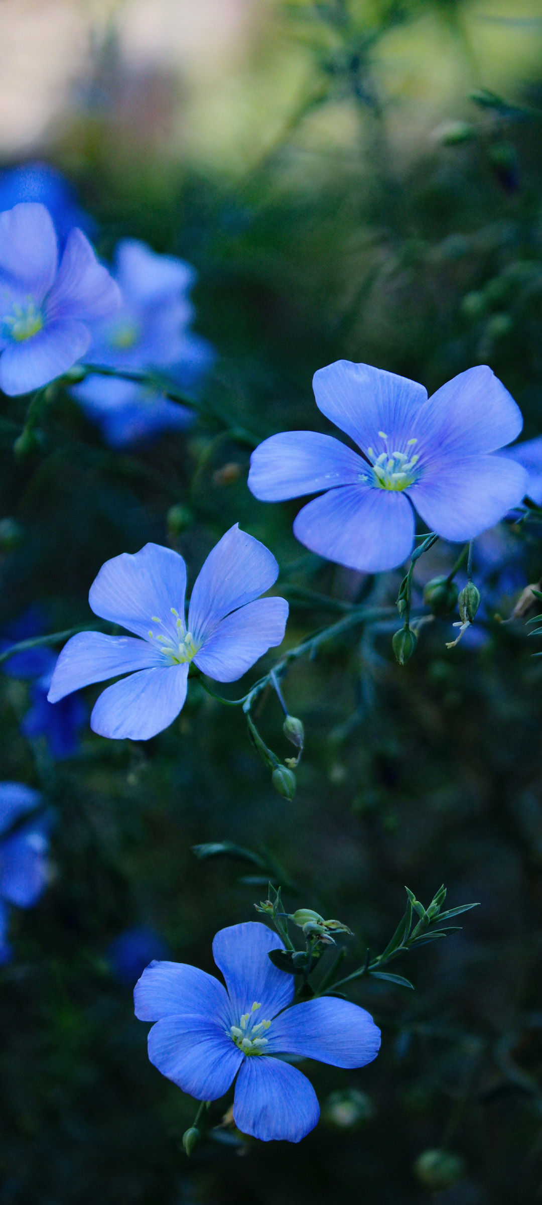 Xiaomi HyperOS 2.0 wallpaper