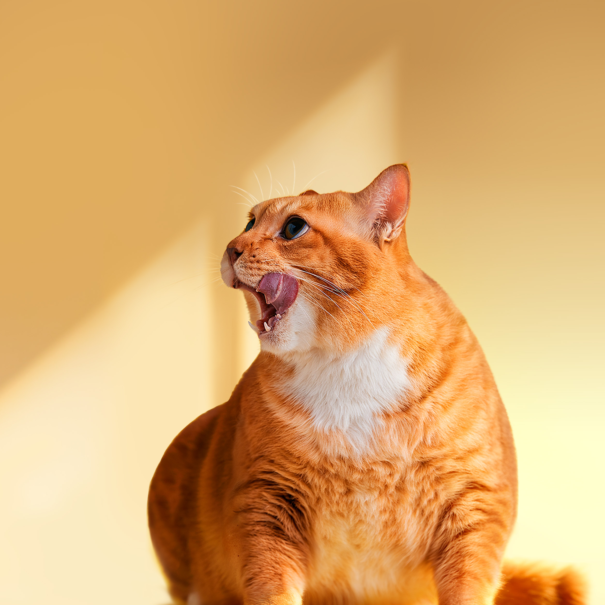 OxygenOS 15 wallpaper