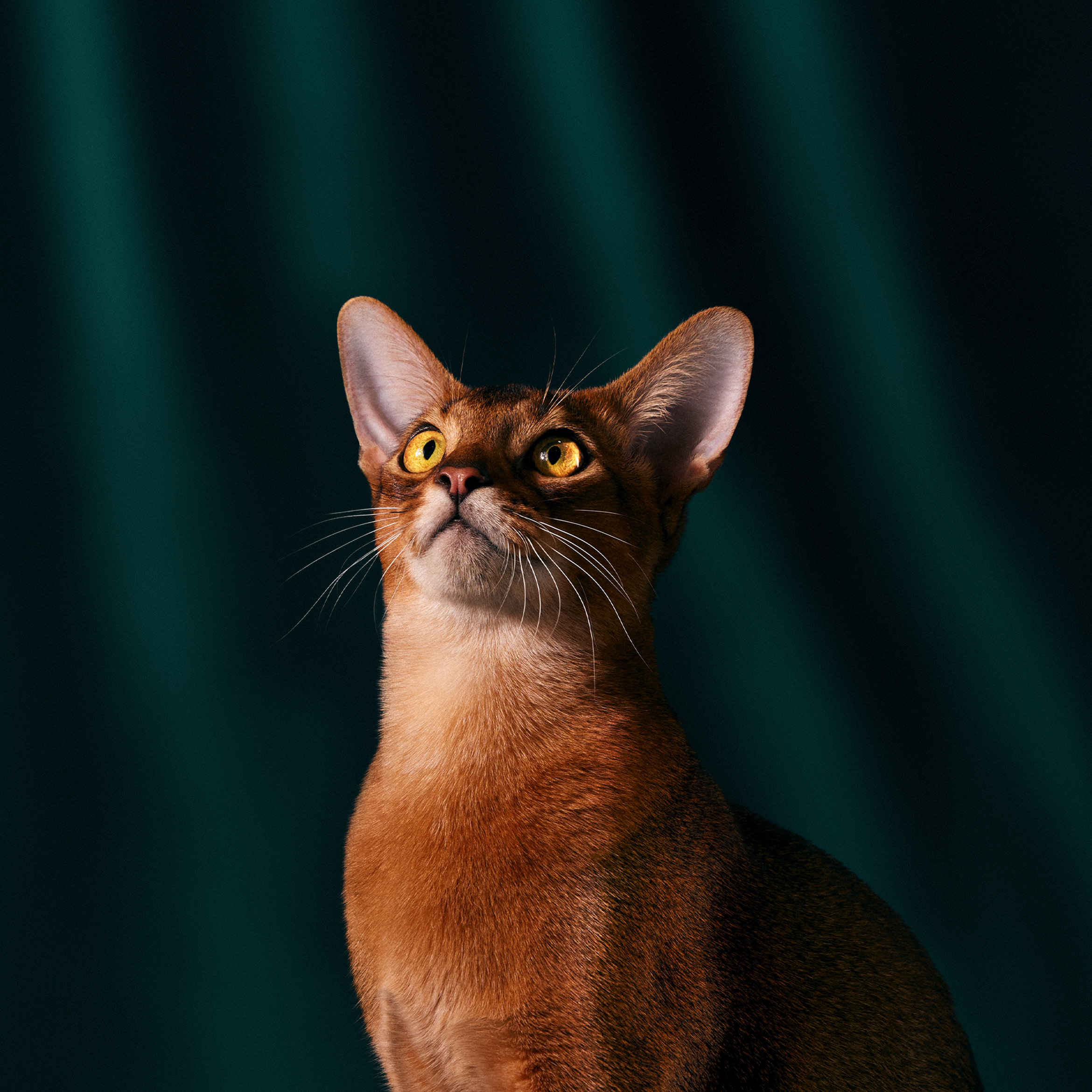 OxygenOS 15 wallpaper