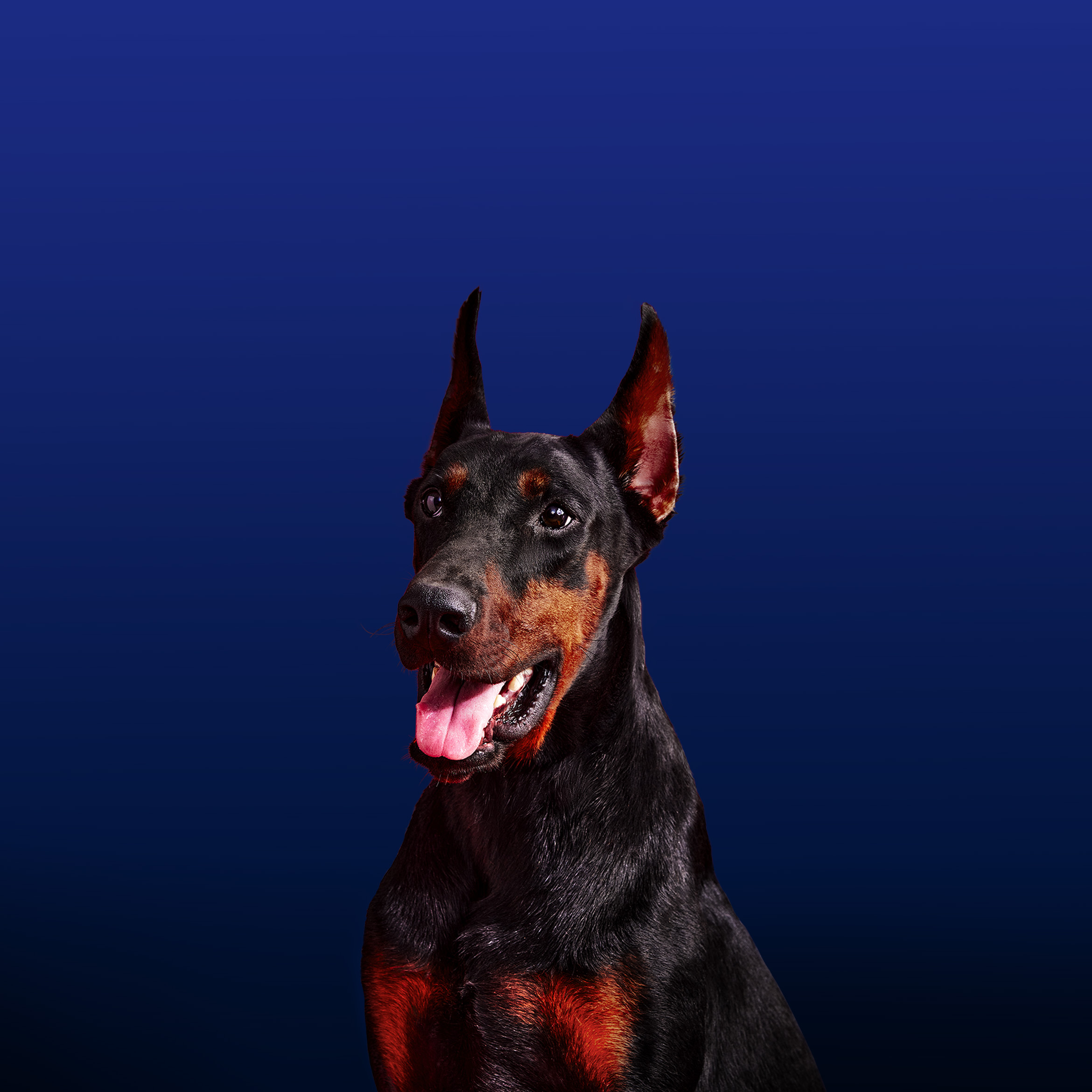 OxygenOS 15 wallpaper