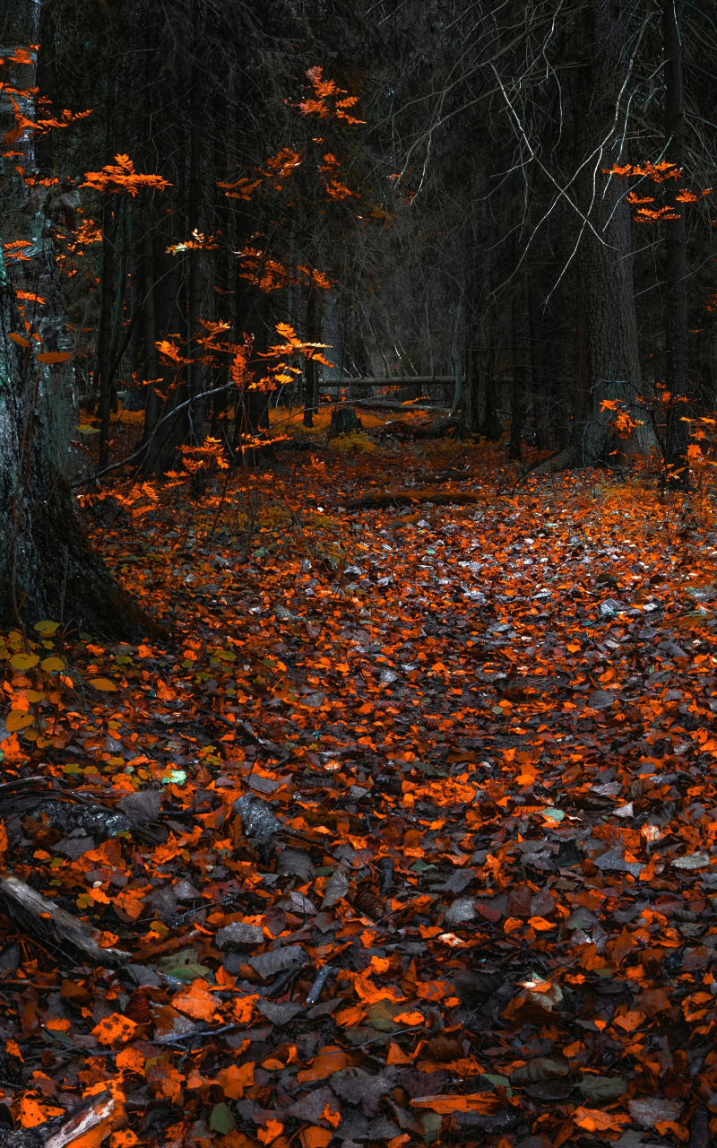 Download wallpaper 800x1280 autumn