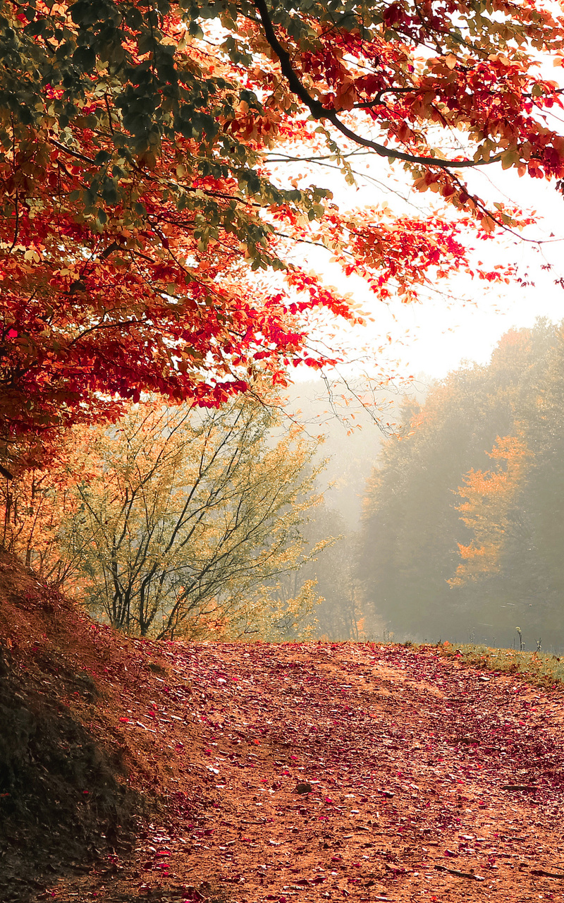 Autumn Tree Fall 4k Nexus 7