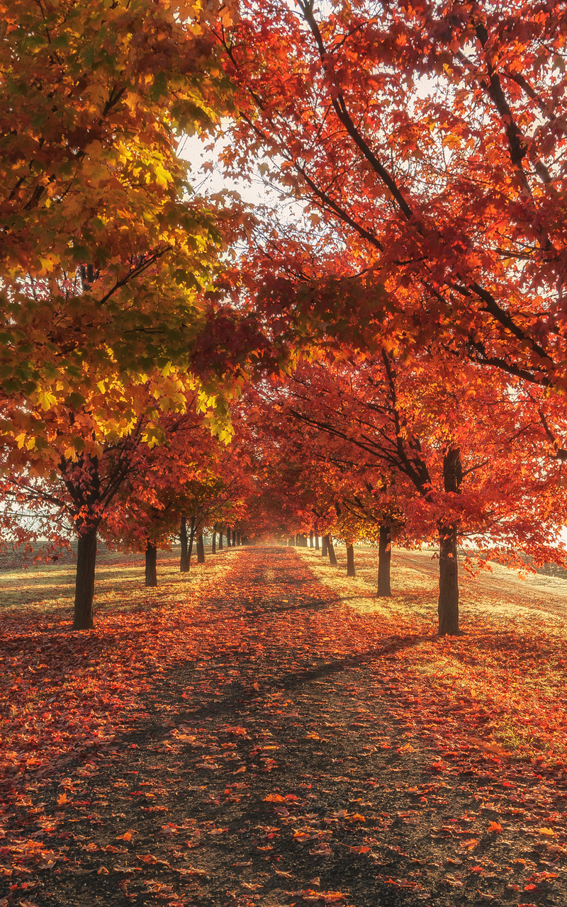 Autumn Fall Season Trees 4k