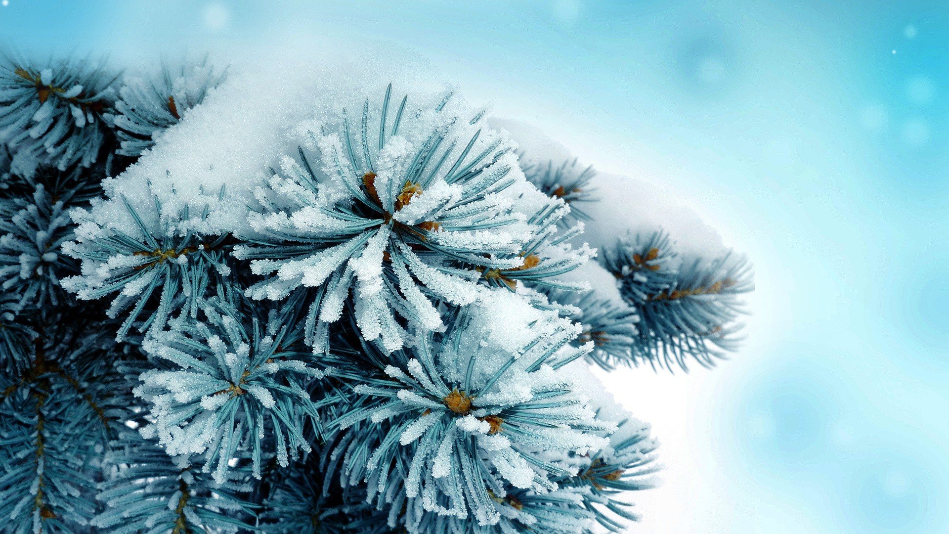 Download Nature Winter HD Wallpaper