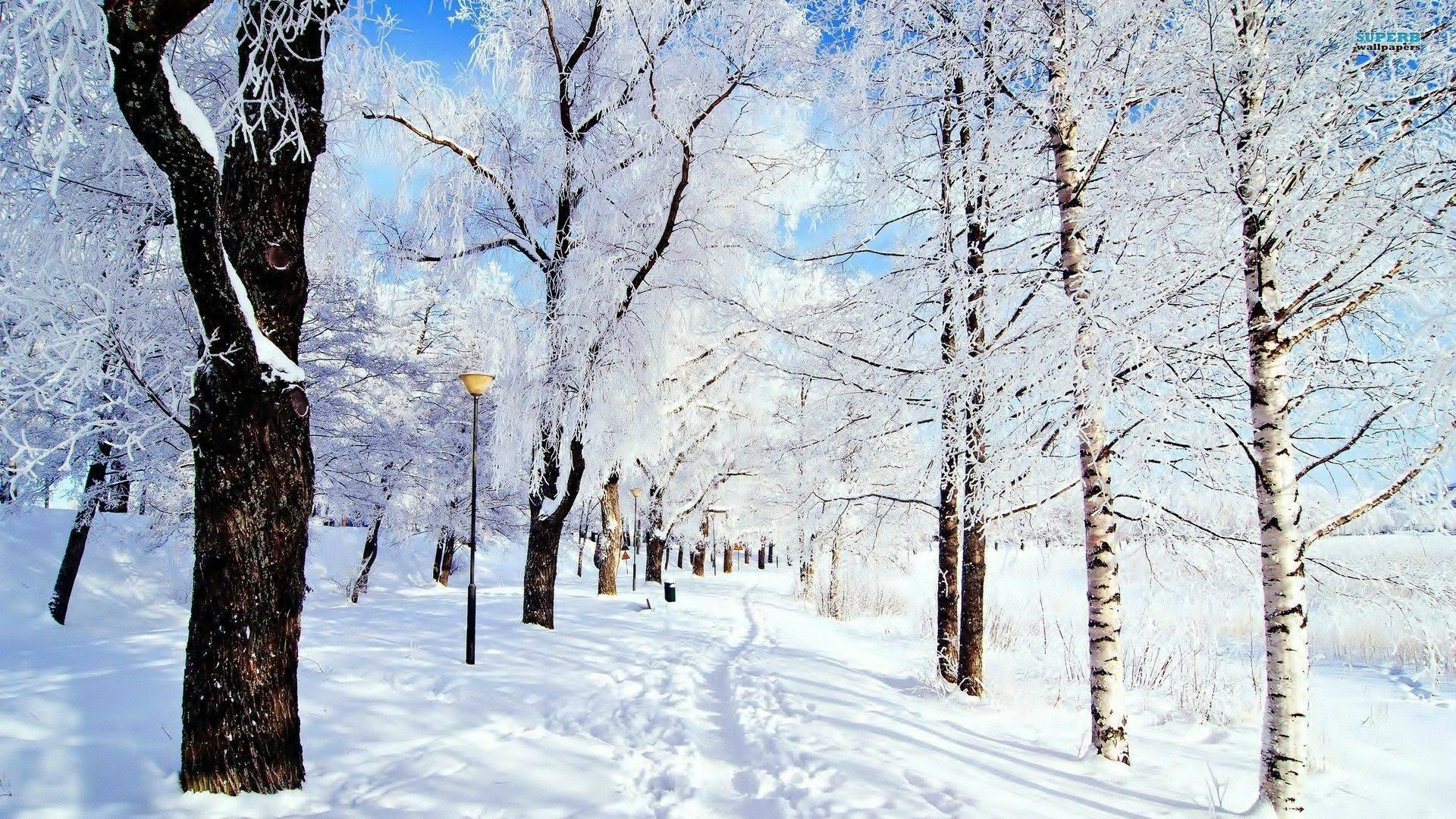 Download Nature Winter HD Wallpaper