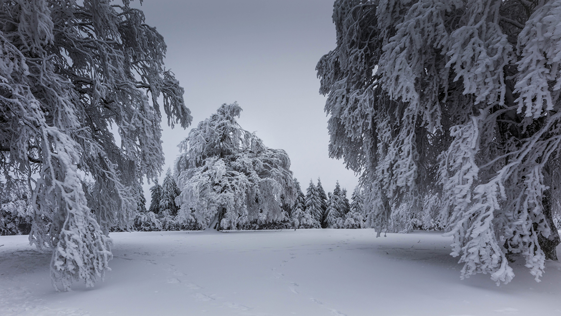 Wallpaper Winter Spruce Nature Snow