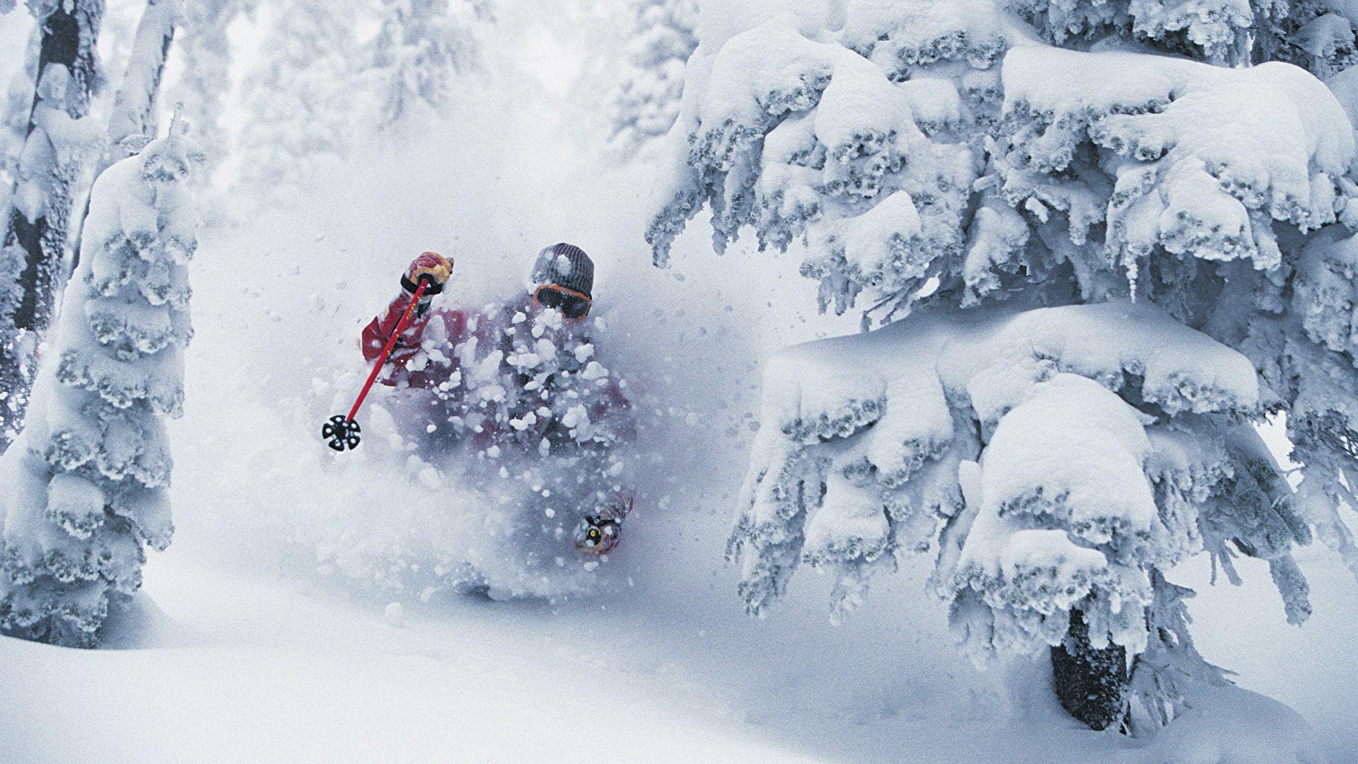 image Winter Spruce Nature Snow Skiing