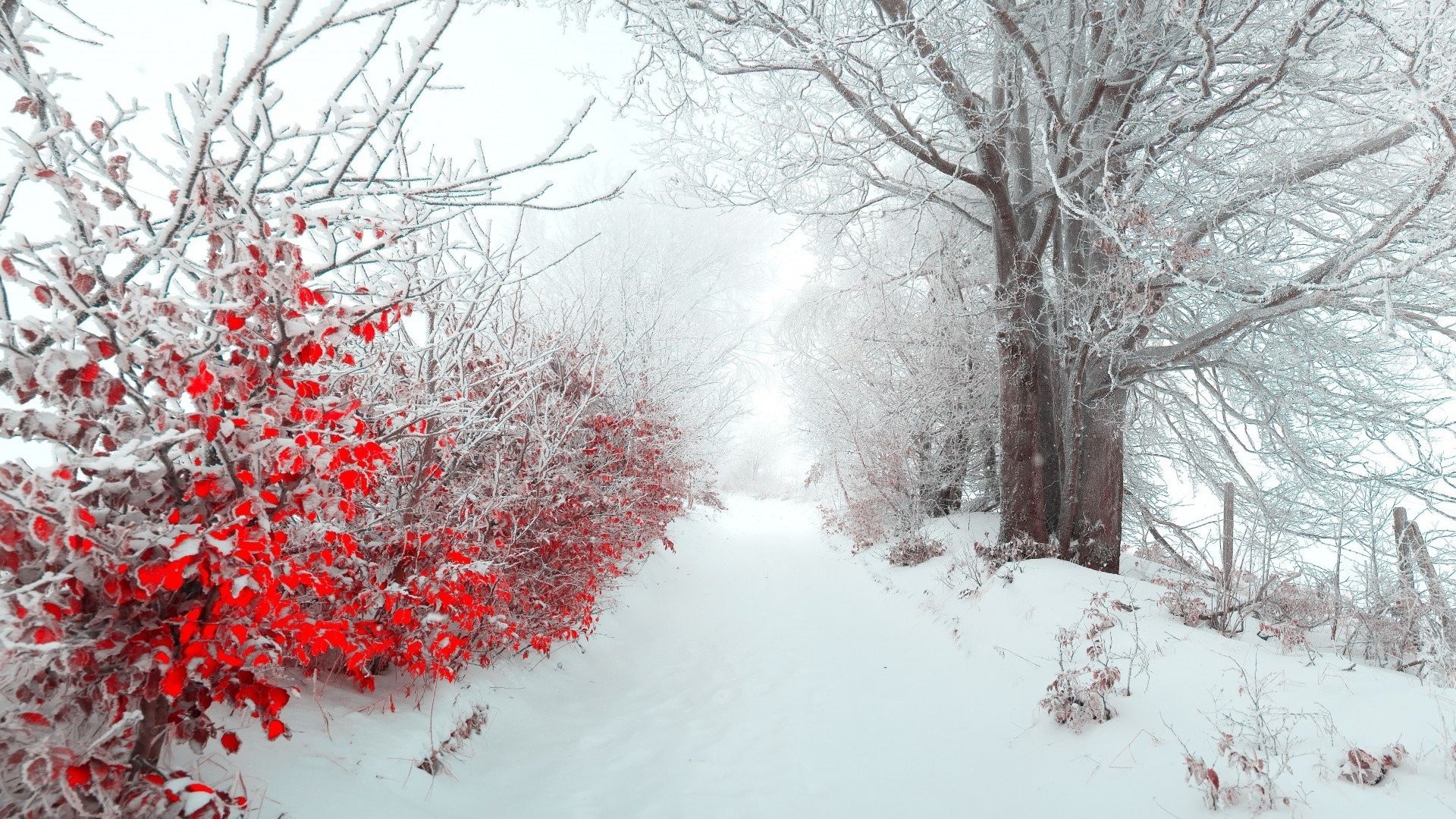 Winter Wallpaper for Desk+