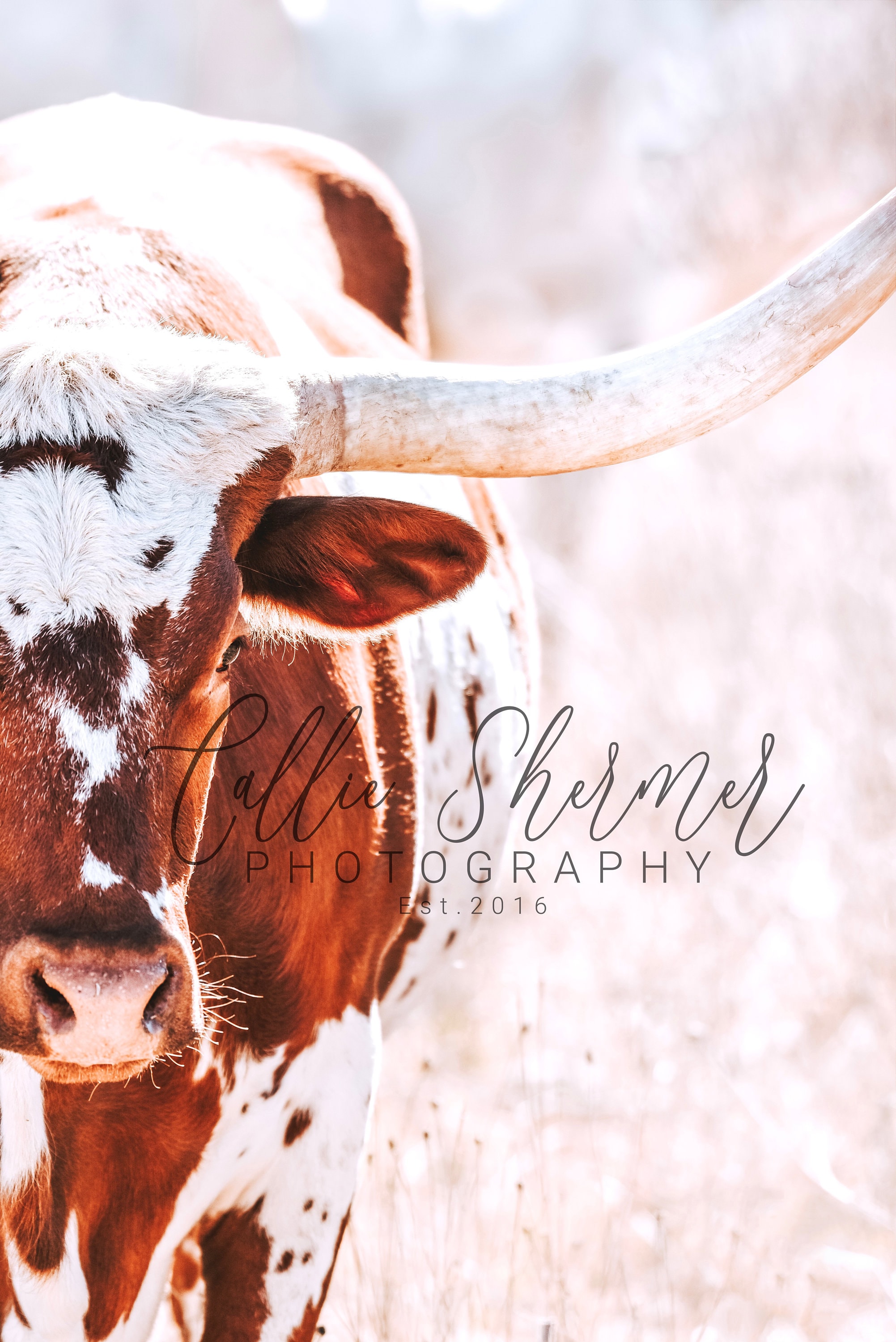 Longhorn Cattle Print