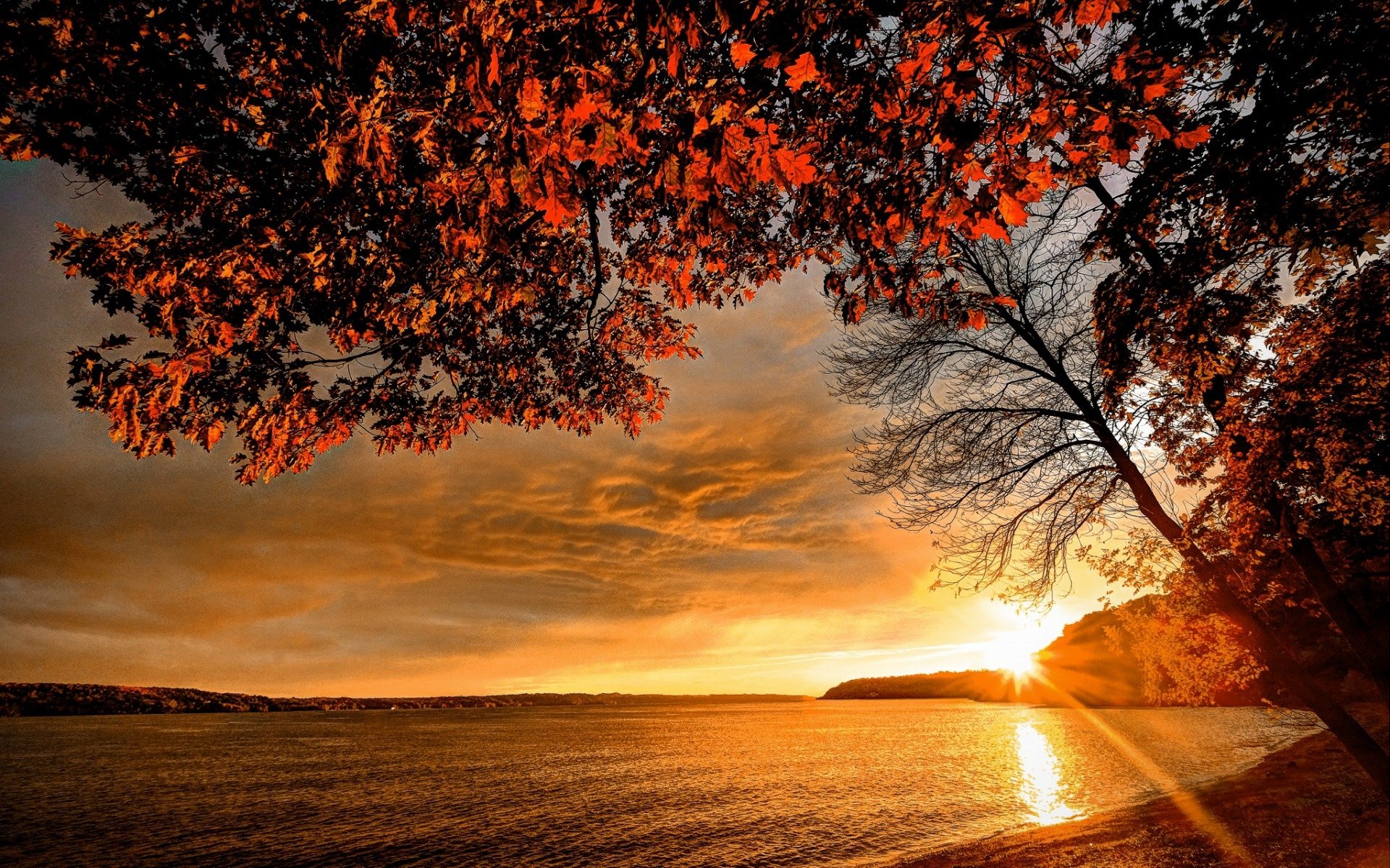 Download Tree Fall Sunset Nature Lake HD Wallpaper