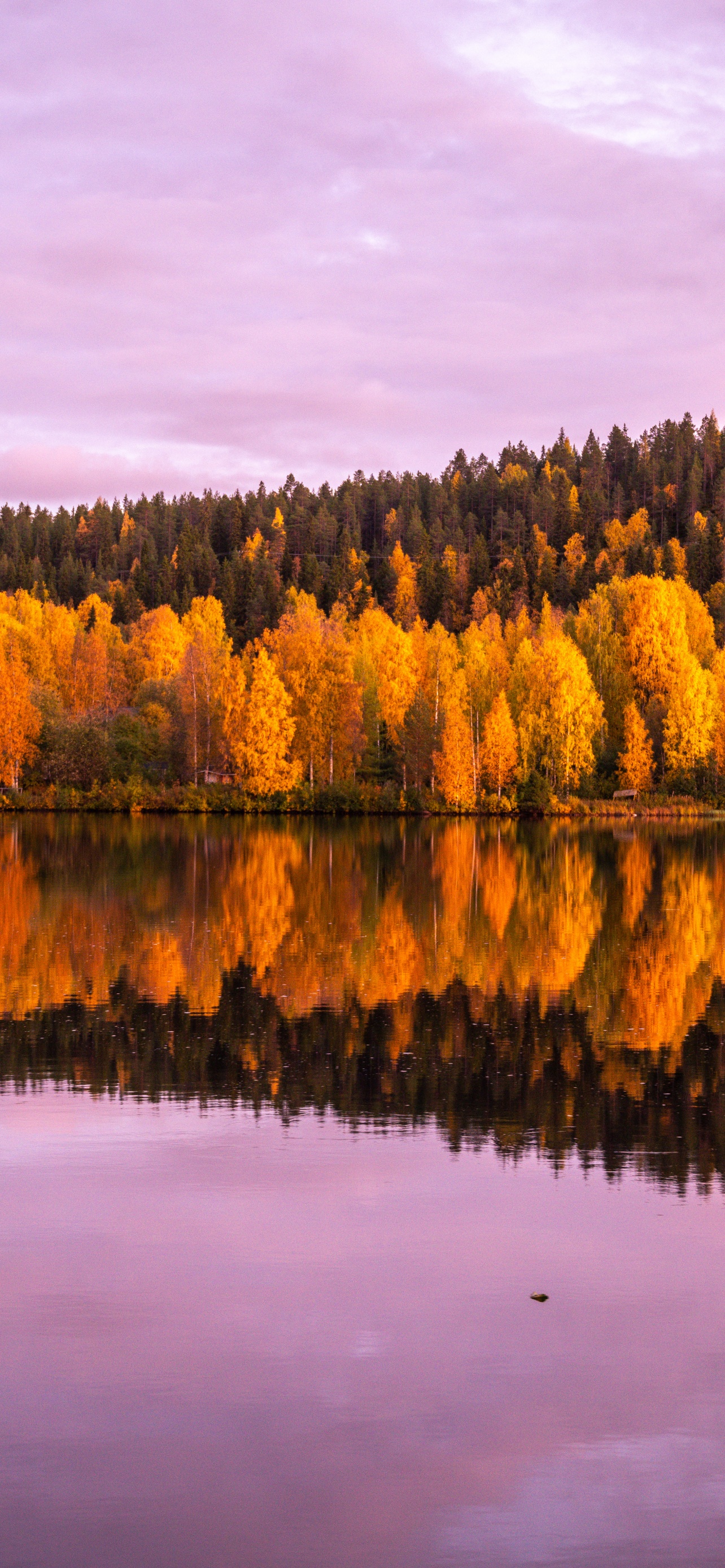 Autumn trees Wallpaper 4K, 8K, Forest, Pink sky, Sunset