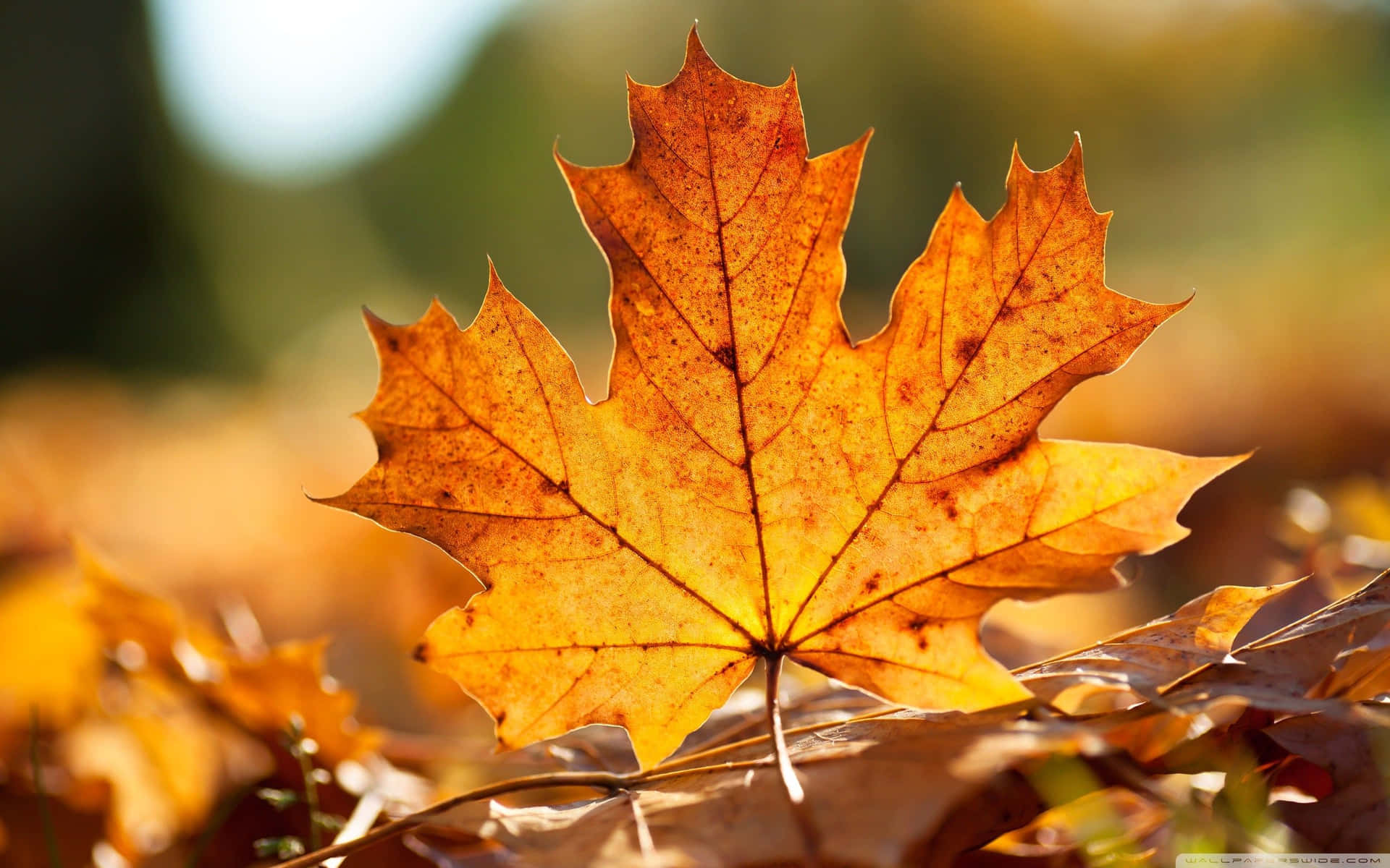 Bright Orange Autumn Leaf