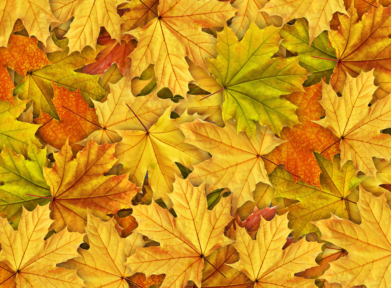 Autumn Leaves