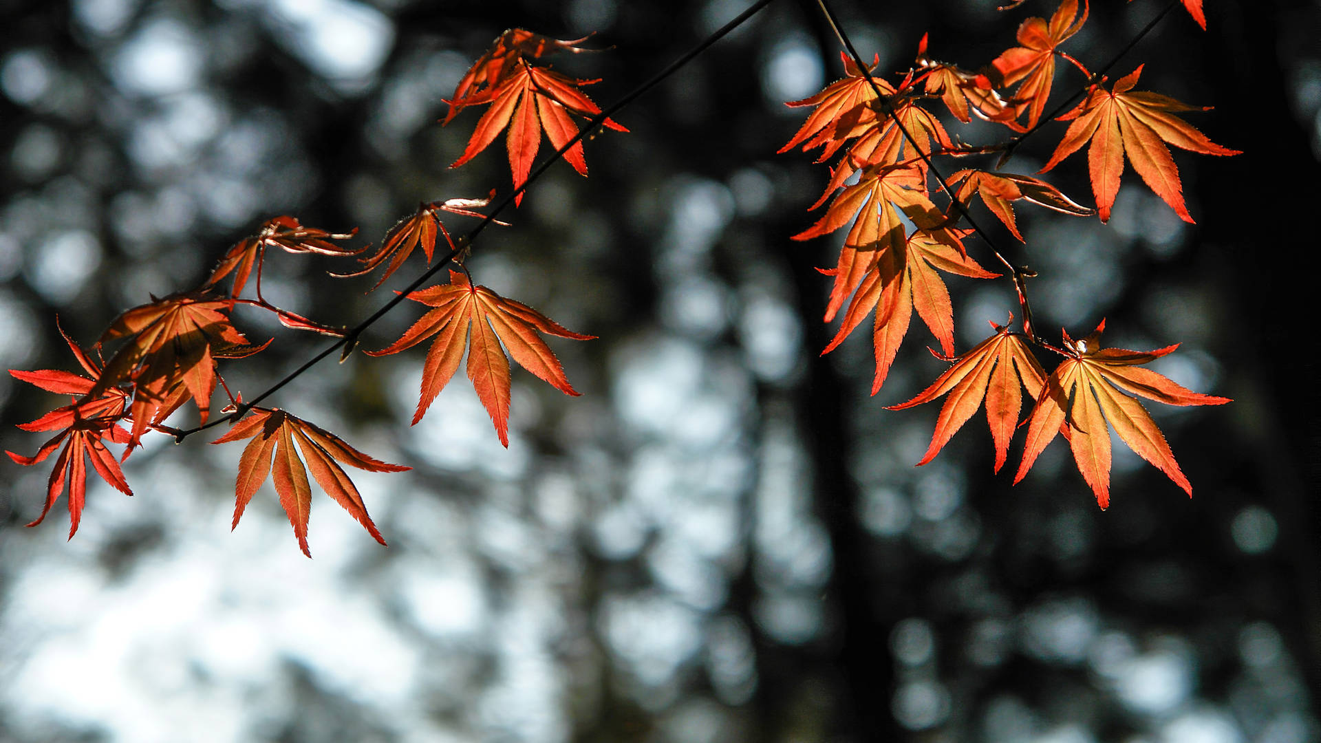 2560x1440 Fall Wallpaper