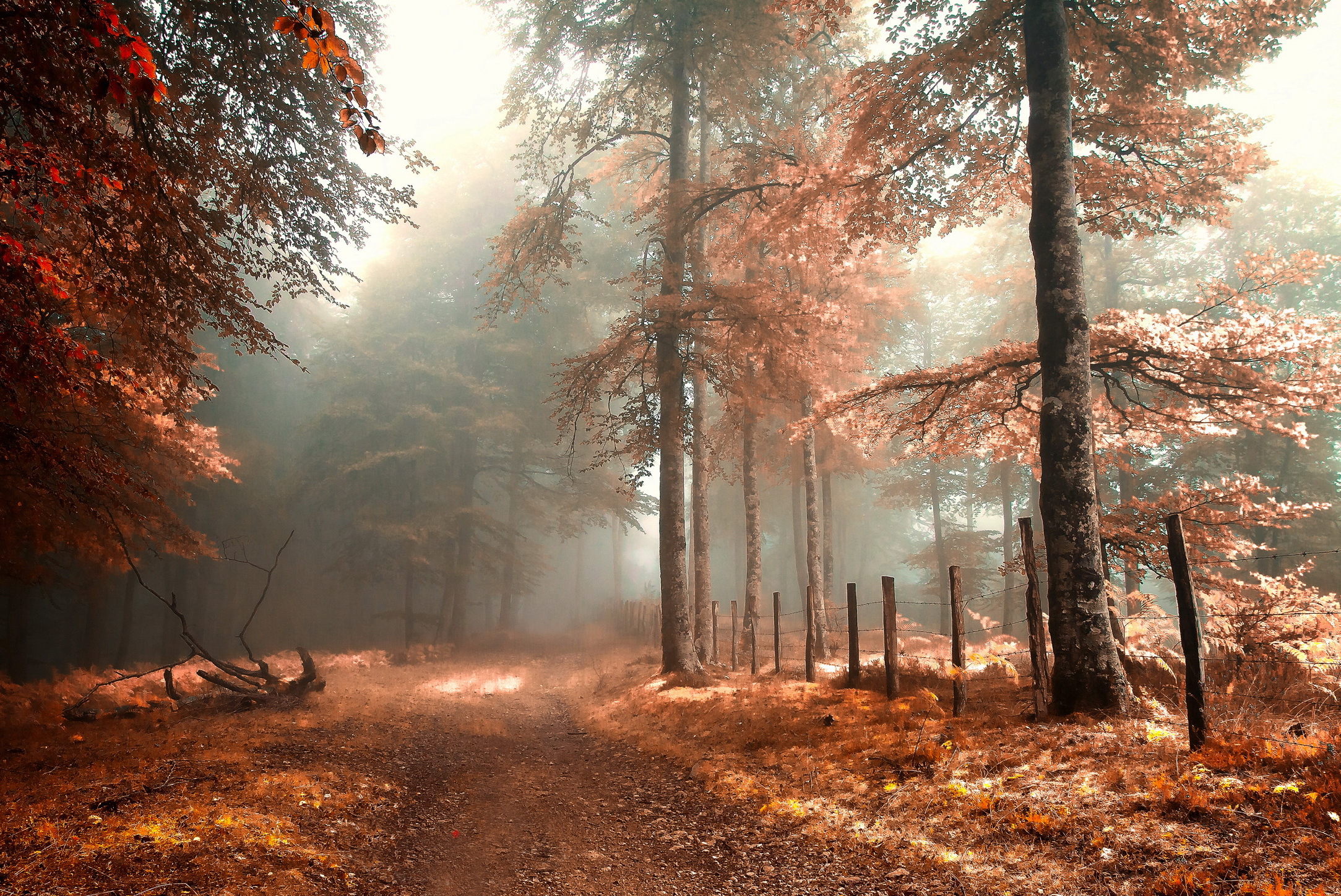 Phone wallpaper: Path, Fall, Fog, Forest, Earth 883566
