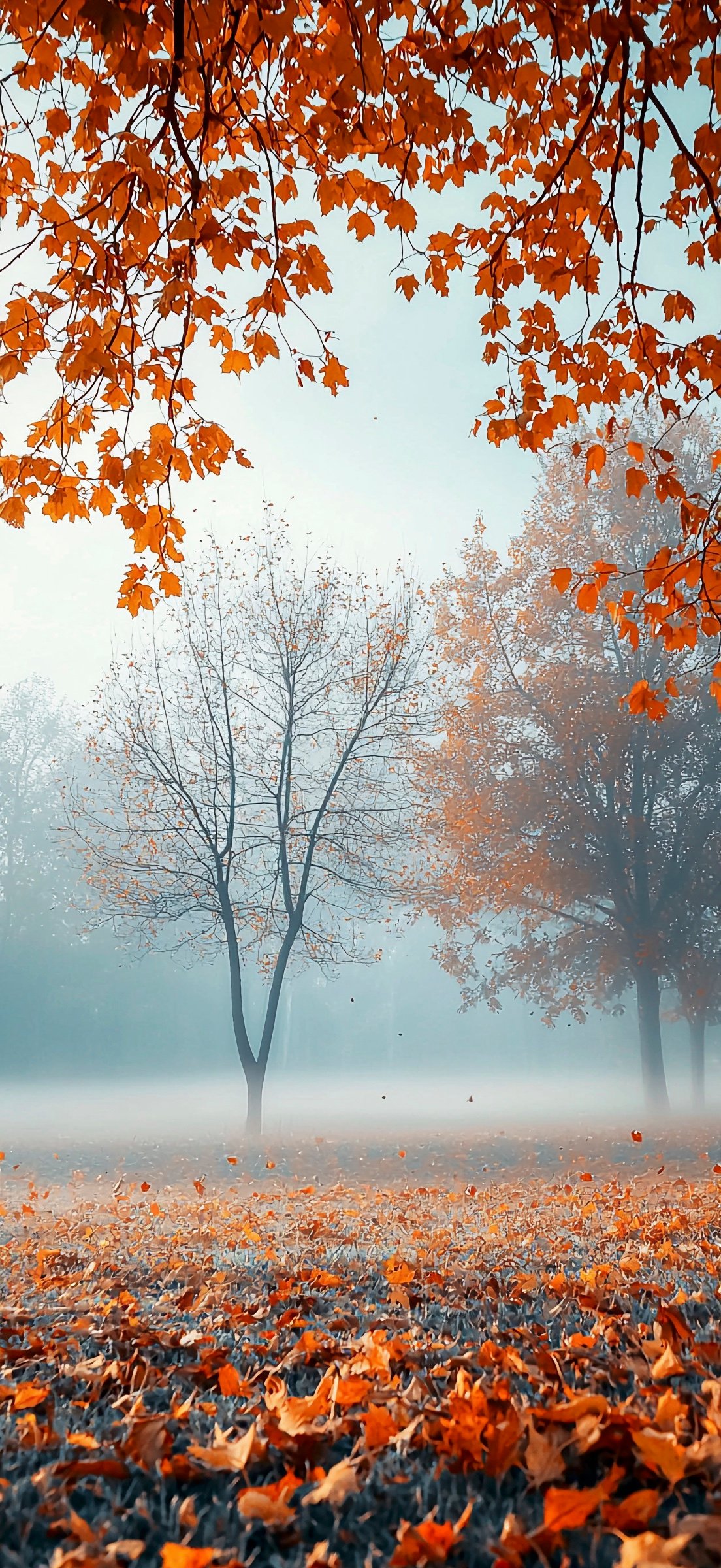 Fall iPhone Wallpaper: Bring