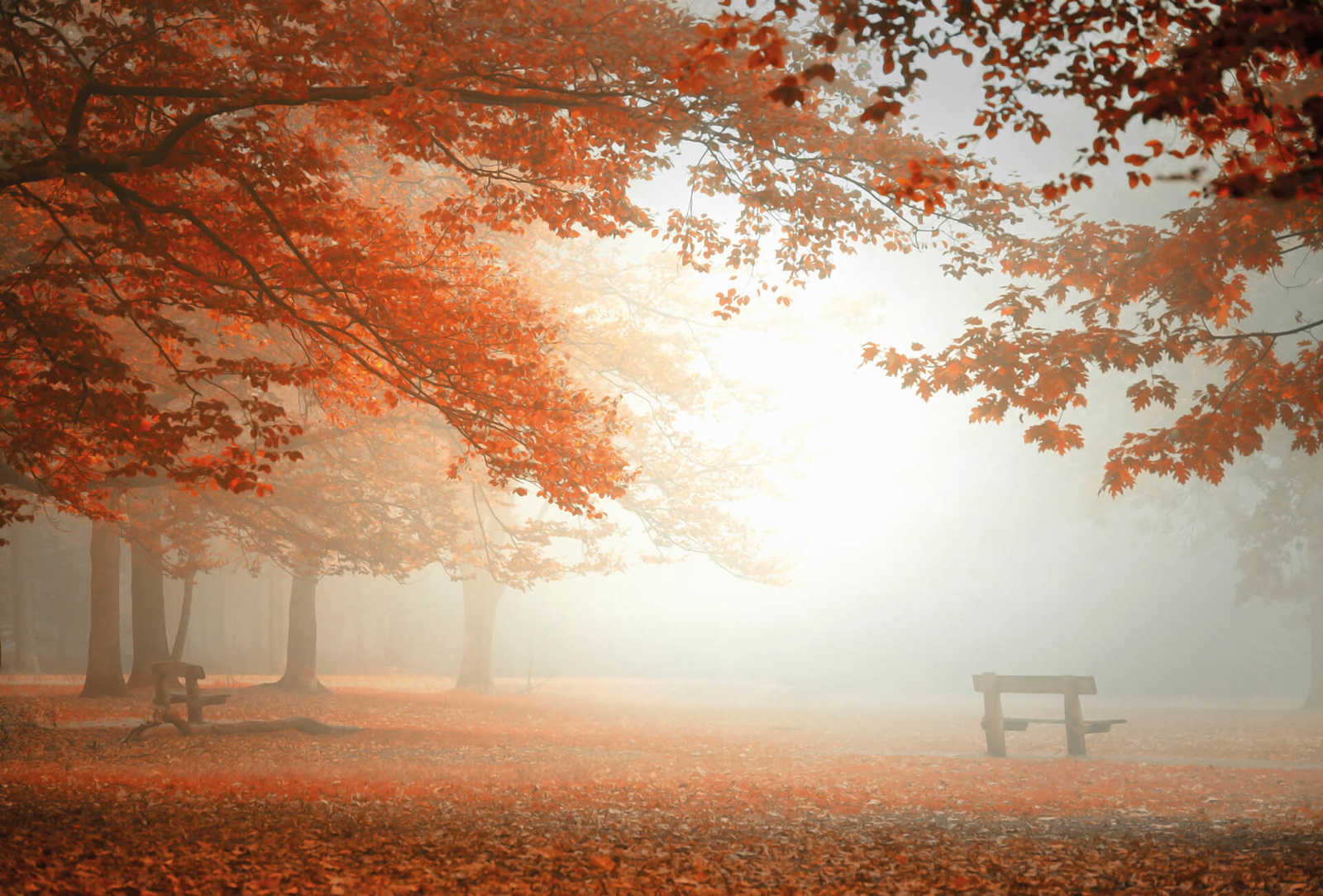 Photo wallpaper Autumn Forest