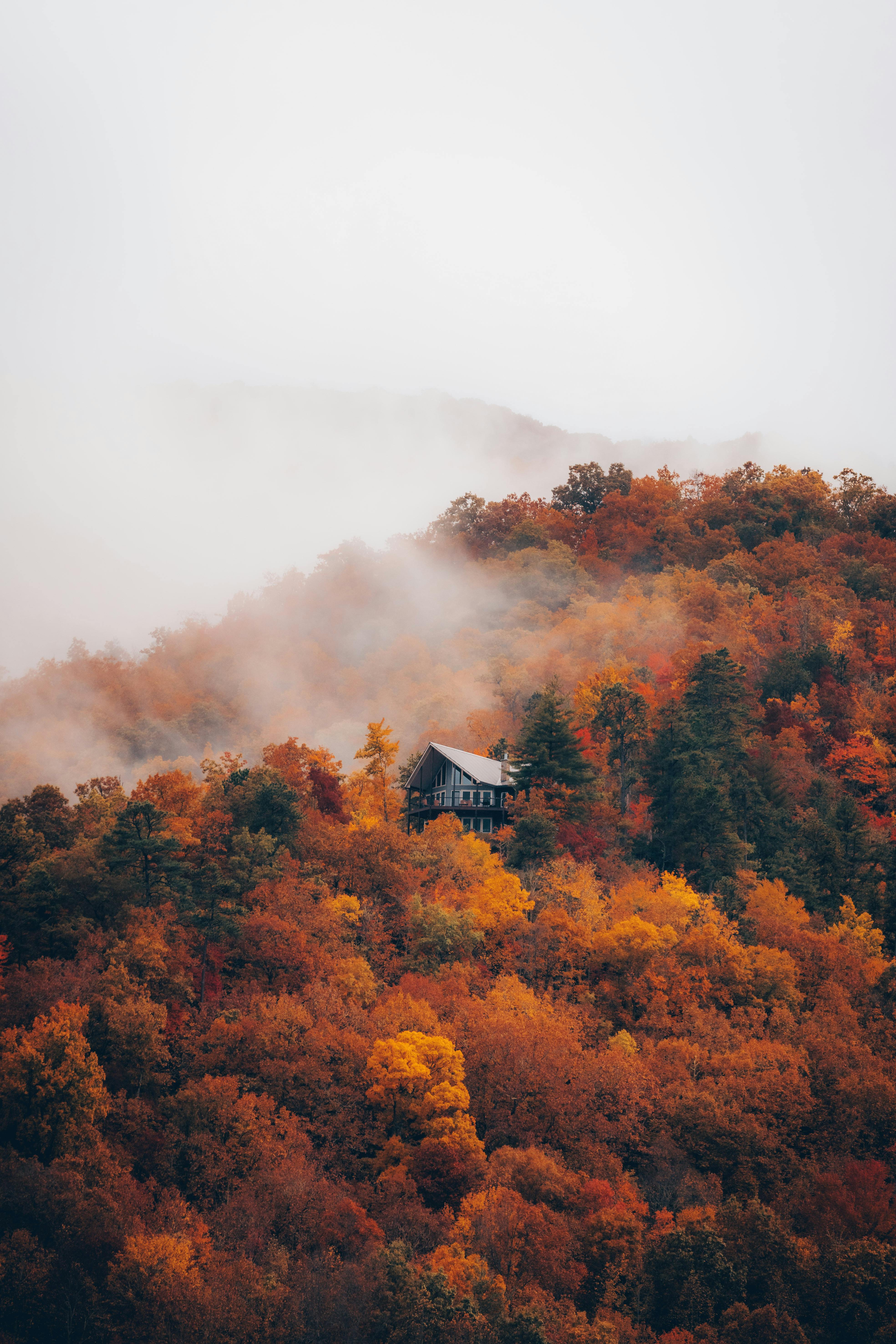 Autumnal landscape of a Foggy Forest · Free