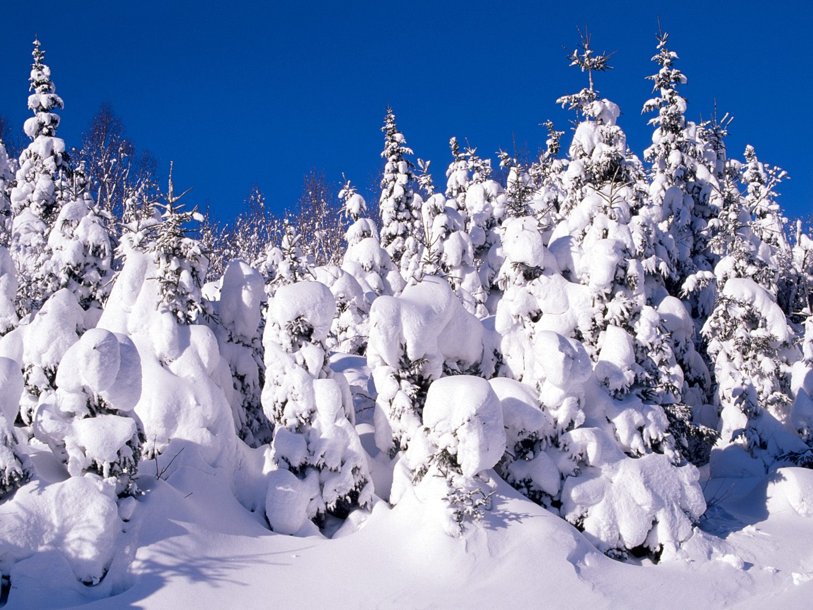 Download Snow Tree Nature Winter Wallpaper