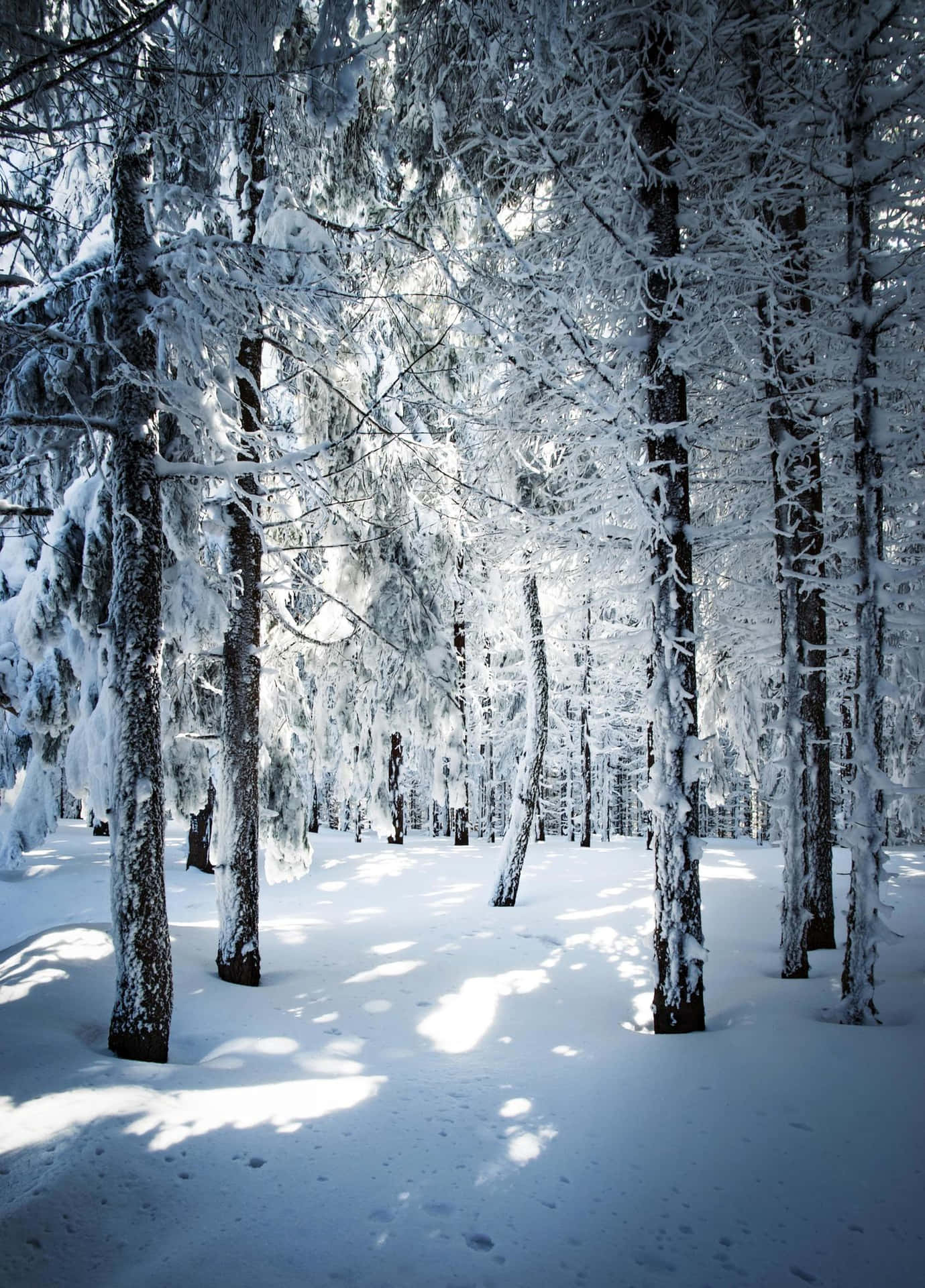 Snowy Forest Background