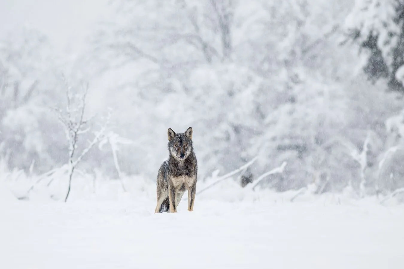 Snow wolf wallpaper