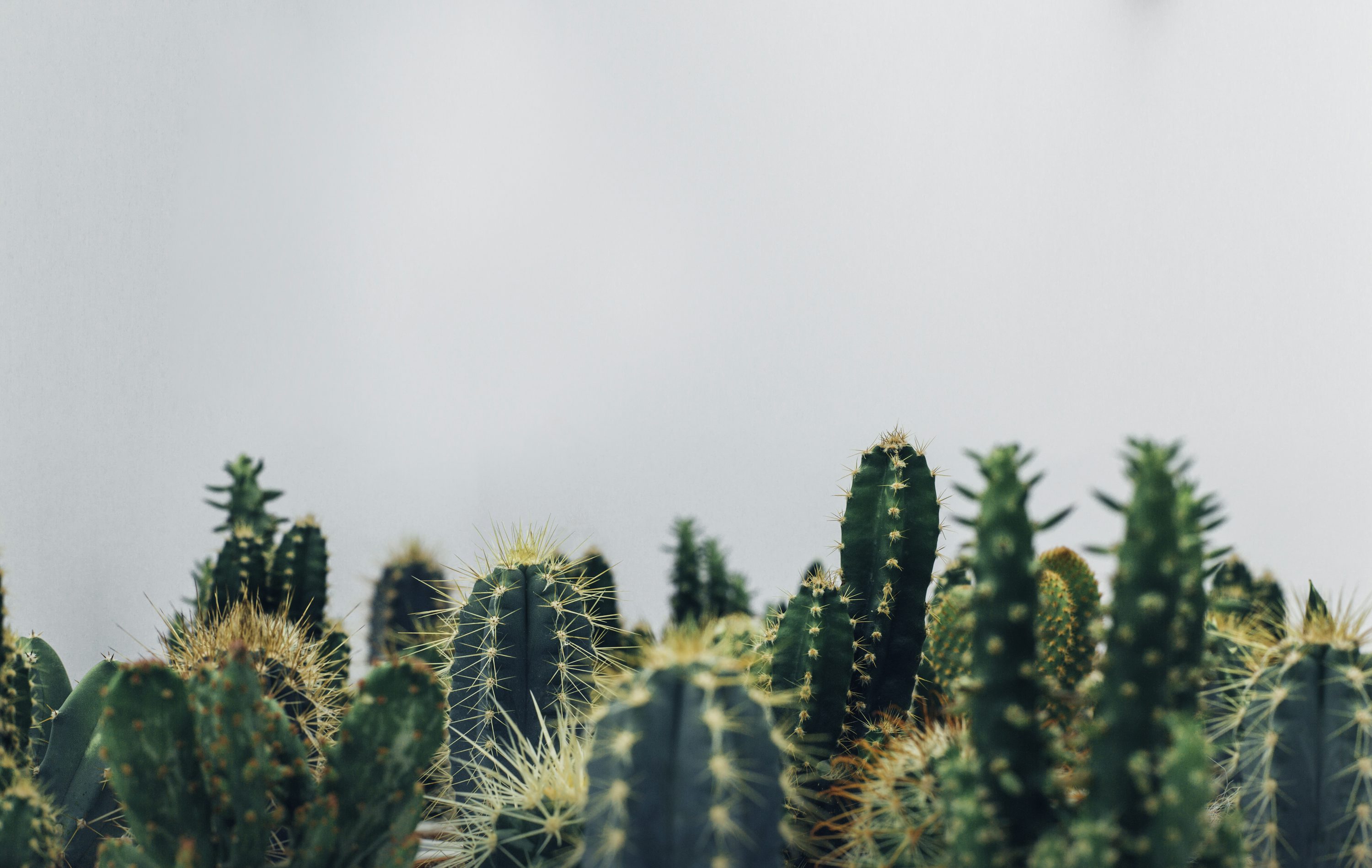 Cactus Wallpaper: Free HD Download