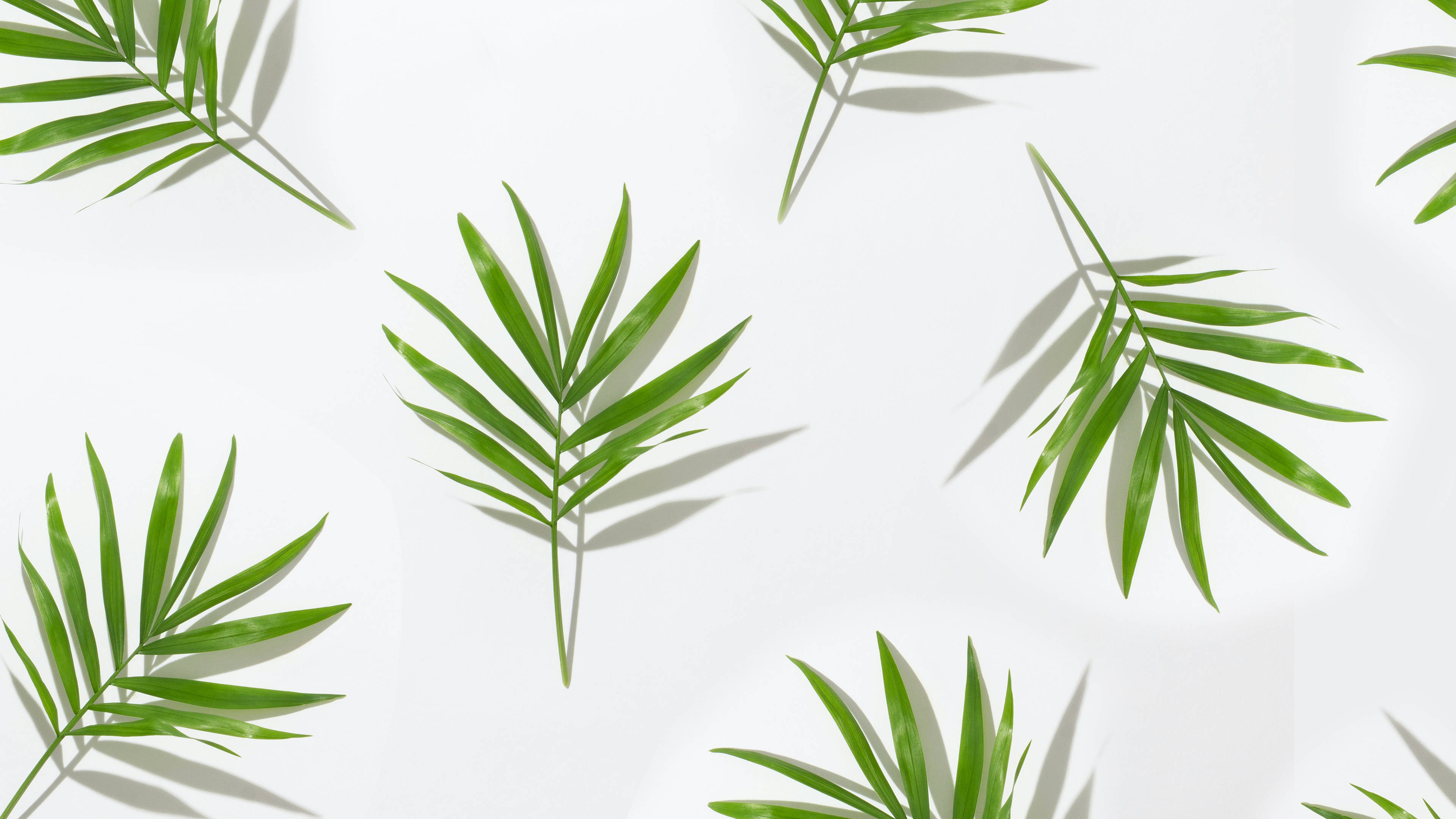 Download Tropical Minimalist Plant Leaf
