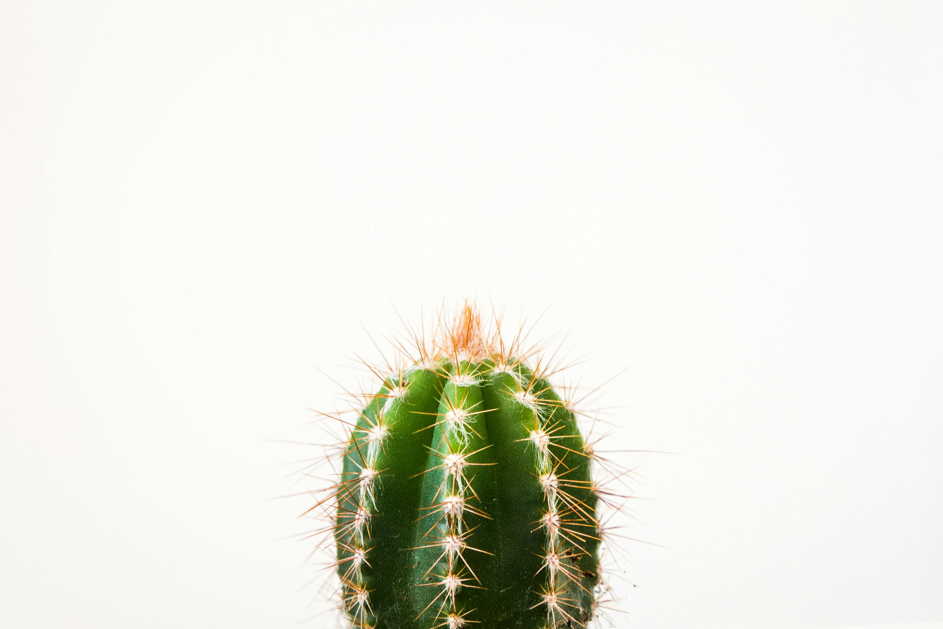 Cactus Wallpaper: Free HD Download