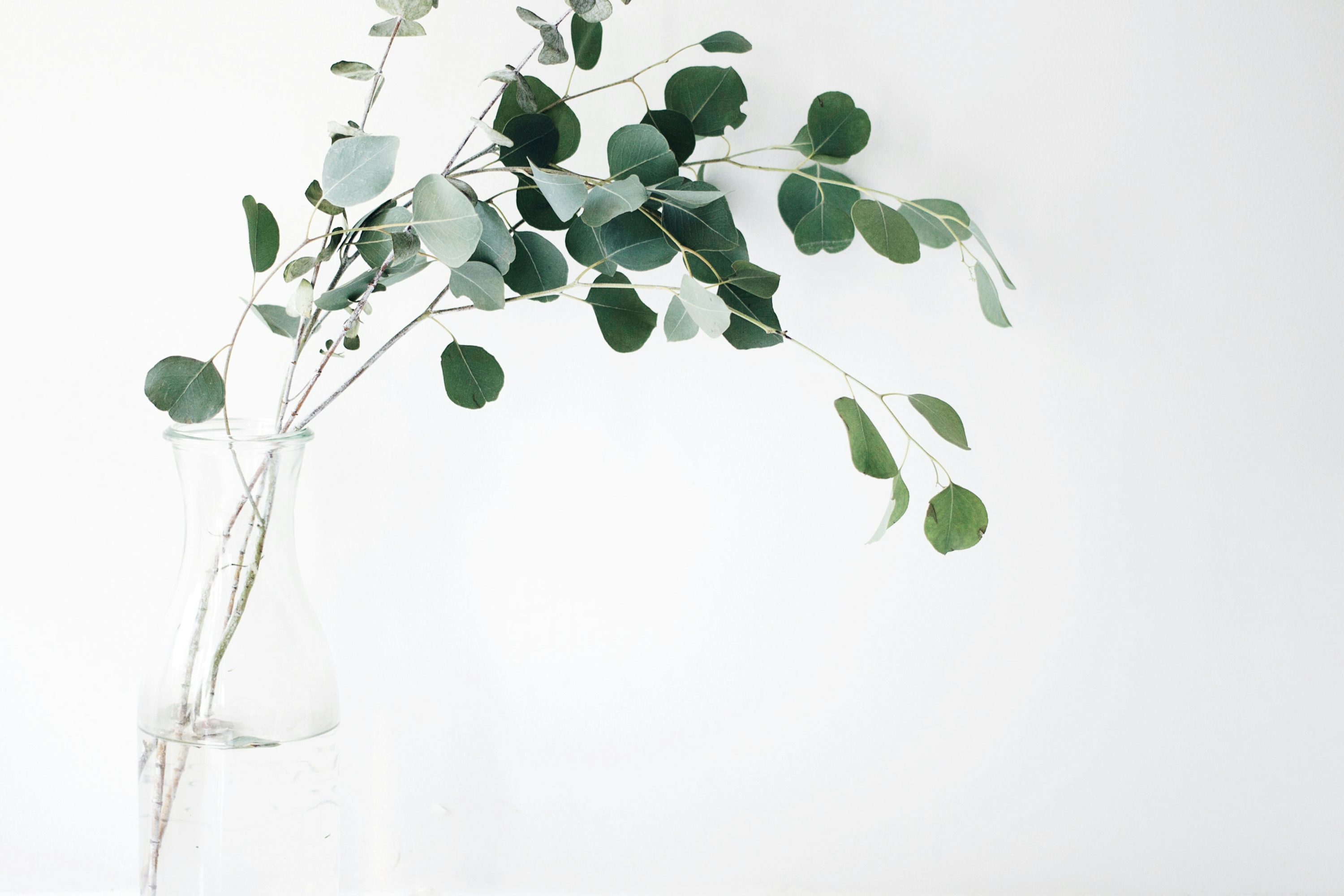 Minimalist Plant Picture. Download