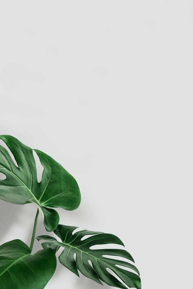 Green monstera leaves with copy space