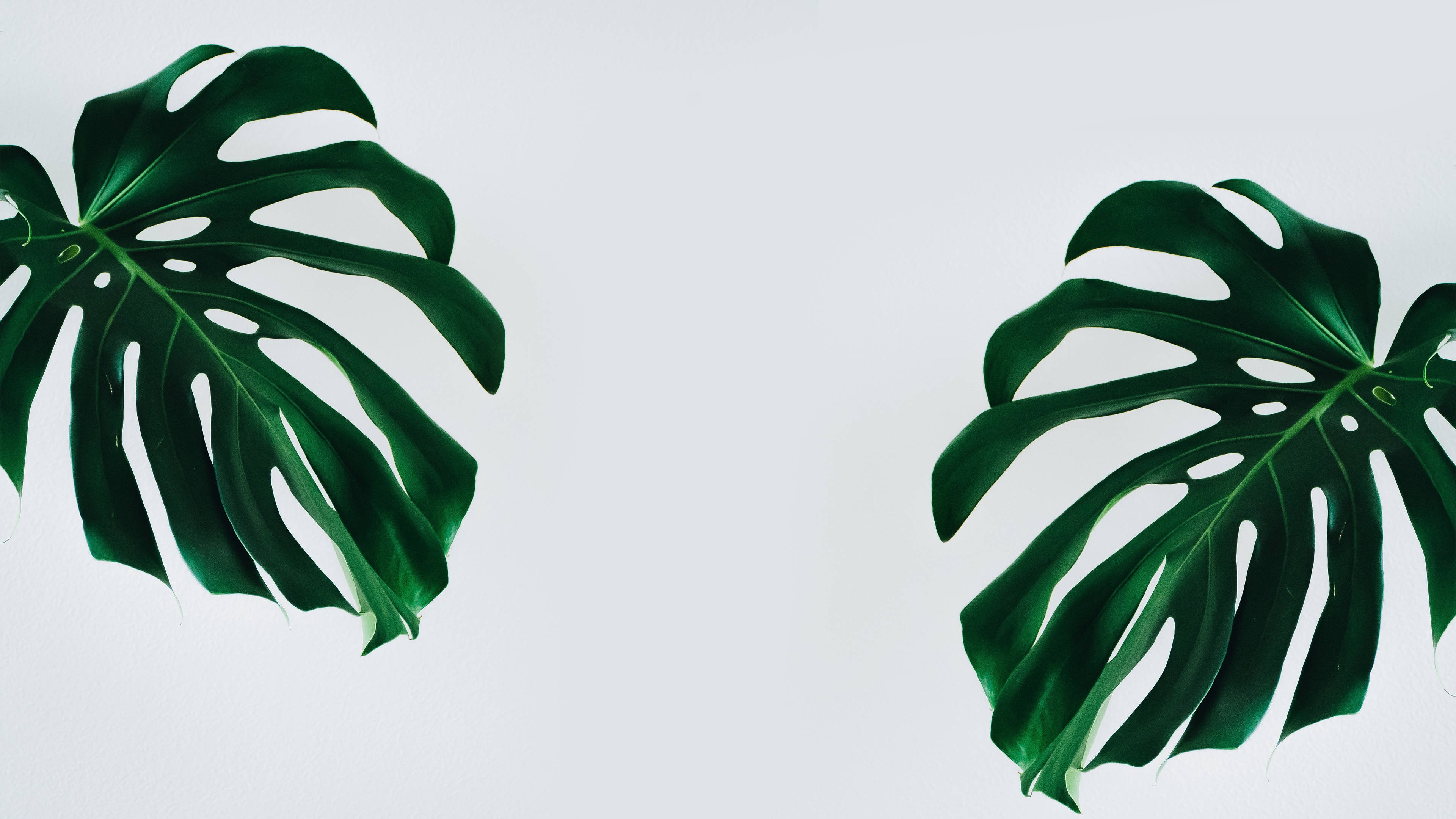 Download Monstera Minimalist Plant
