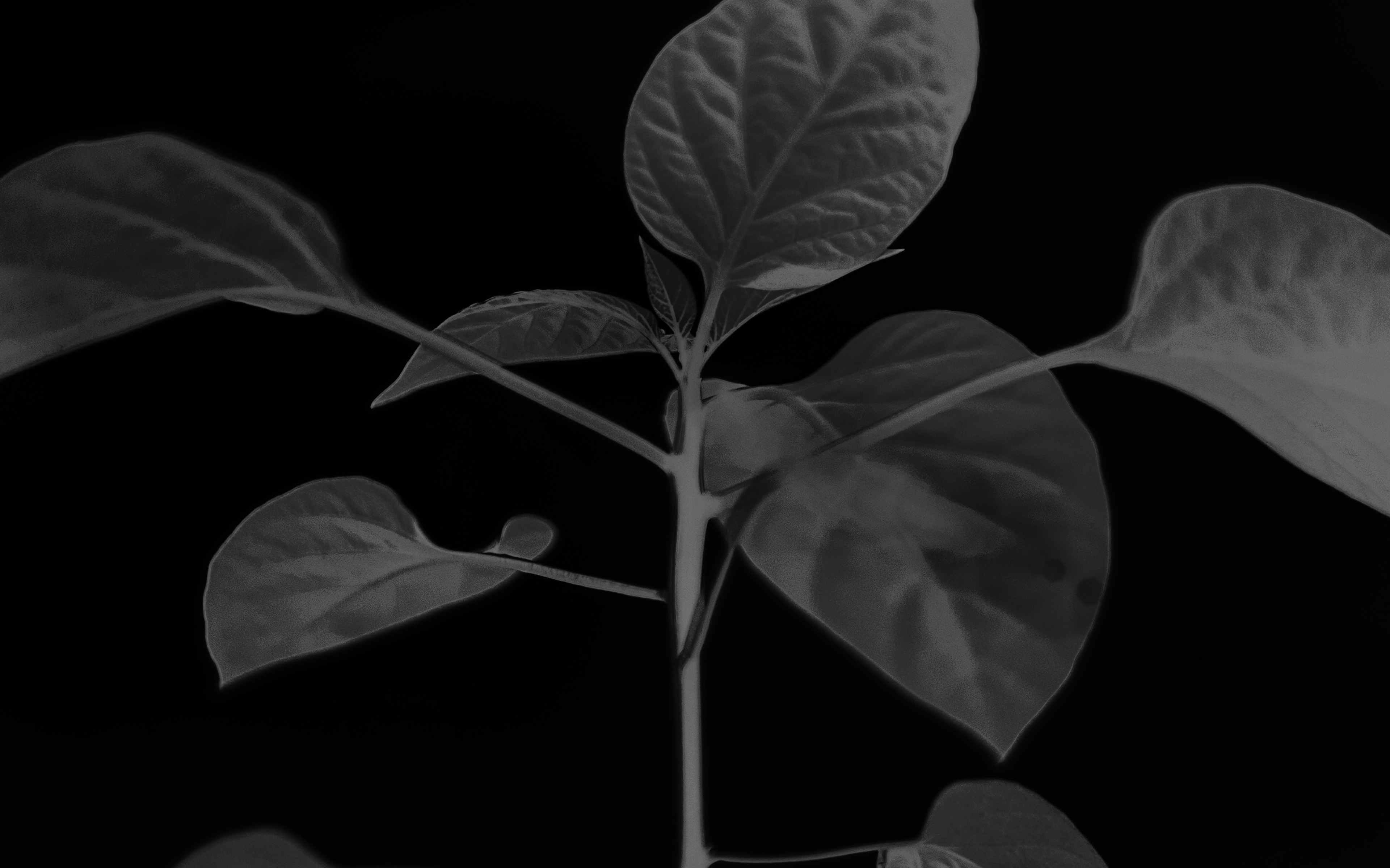 Flower Leaf Simple Minimal Nature