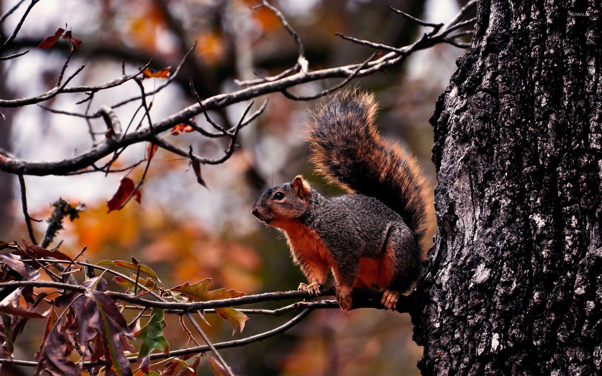 tree wallpaper wallpaper