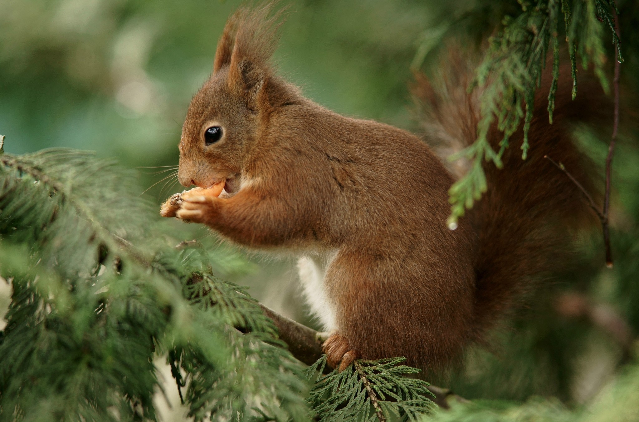 Download Animal Squirrel HD Wallpaper