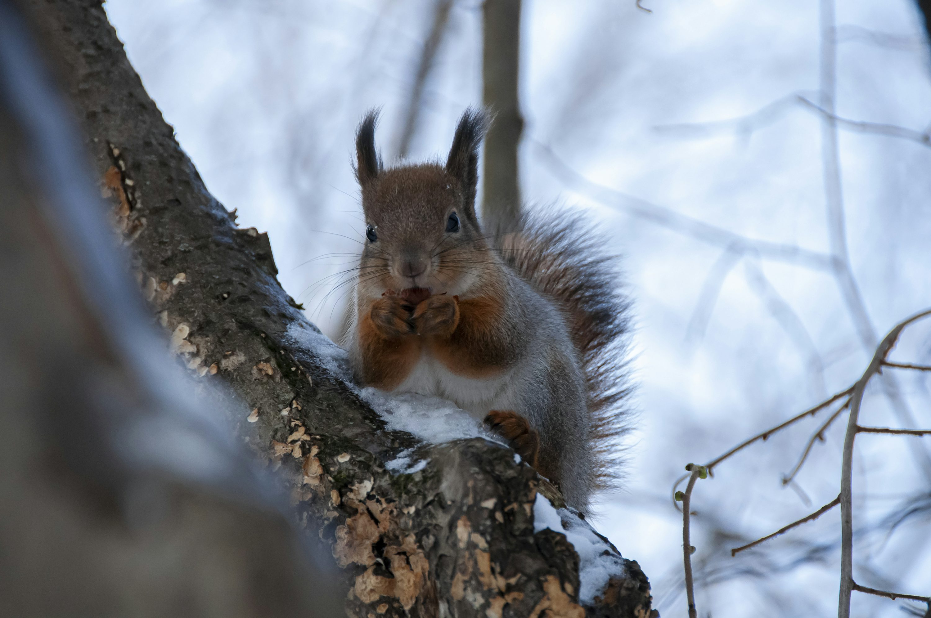 A squirrel is sitting on a tree branch