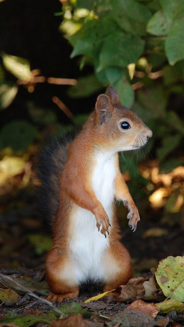 Nature Bright Woods Little Squirrel