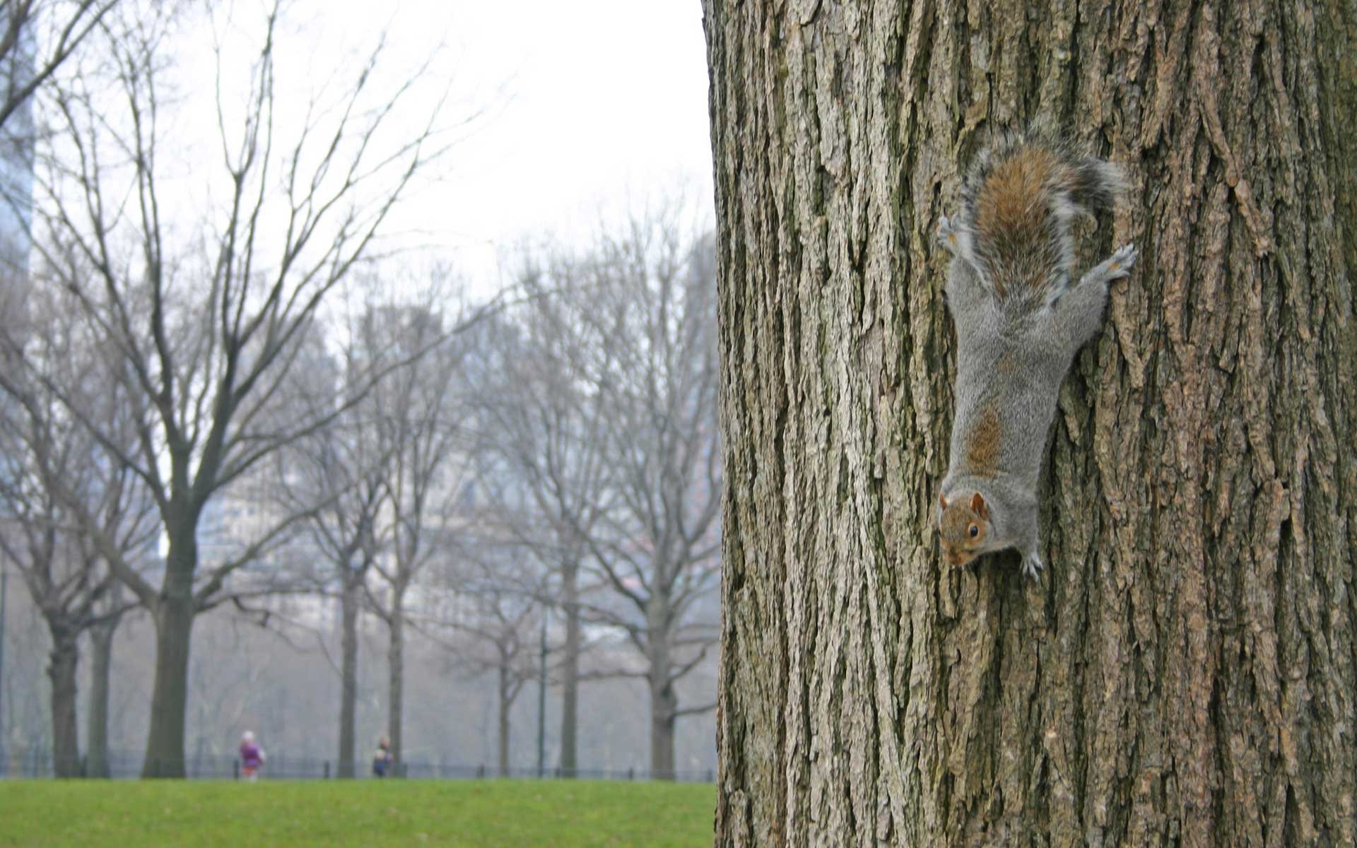 Stunning Squirrel HD Wallpaper in Nature