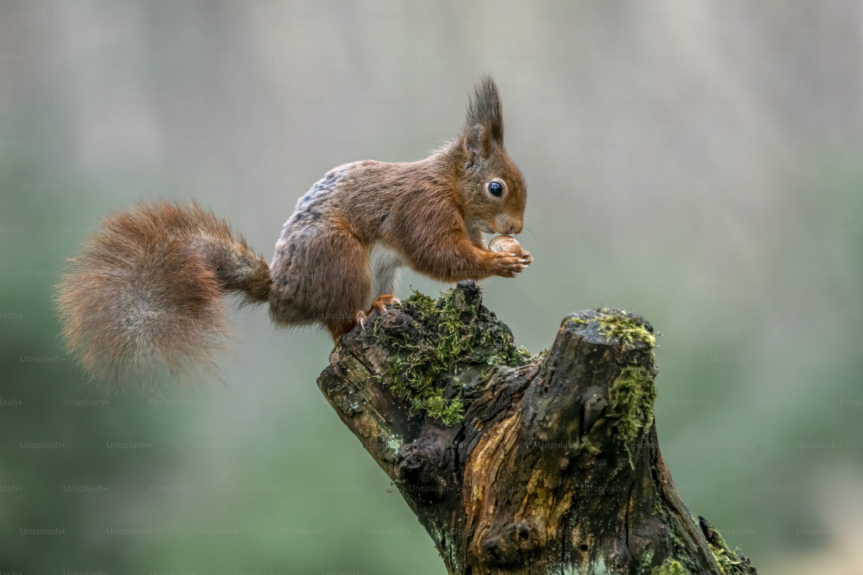 Red Squirrel Picture. Download Free
