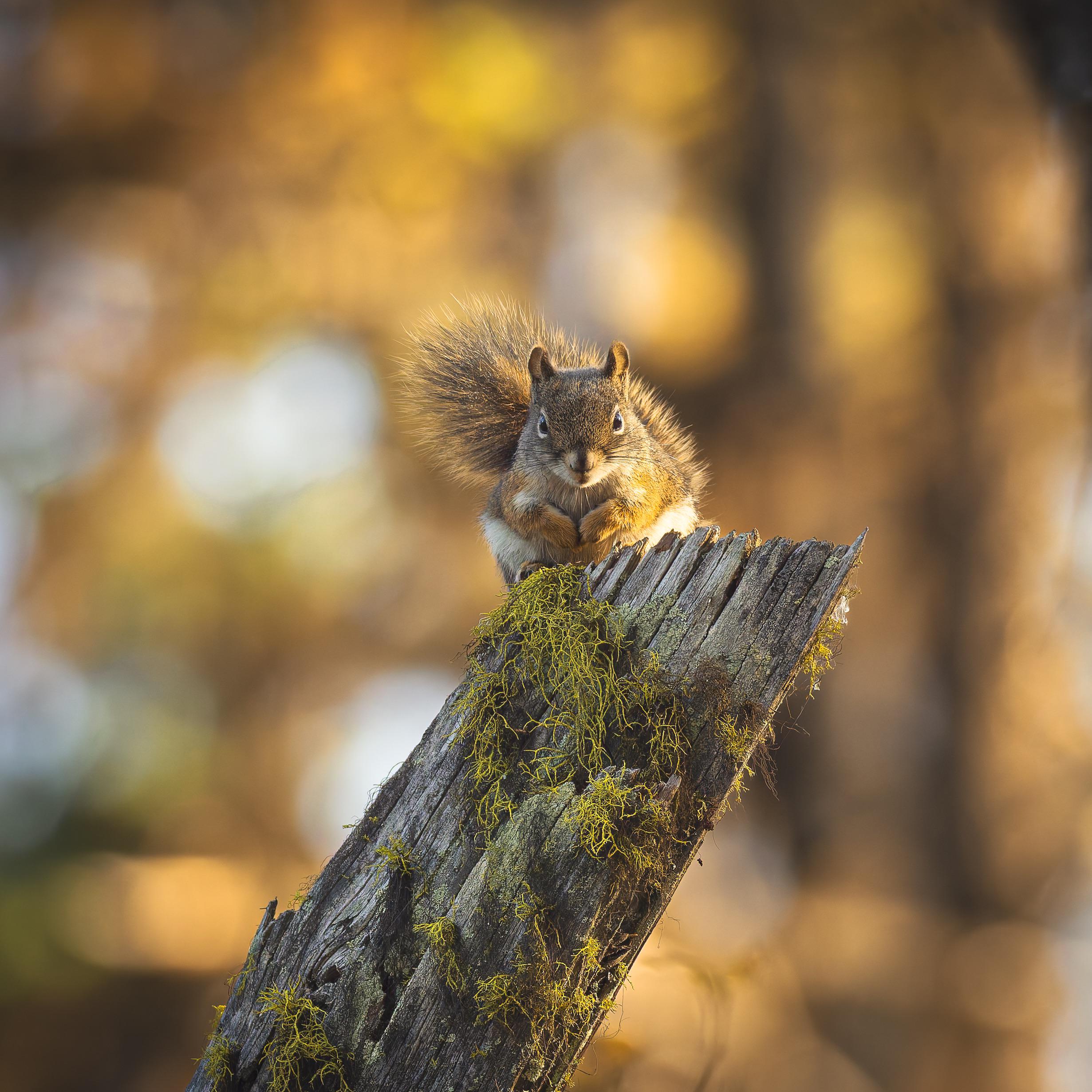 American Red Squirrel striking a pose