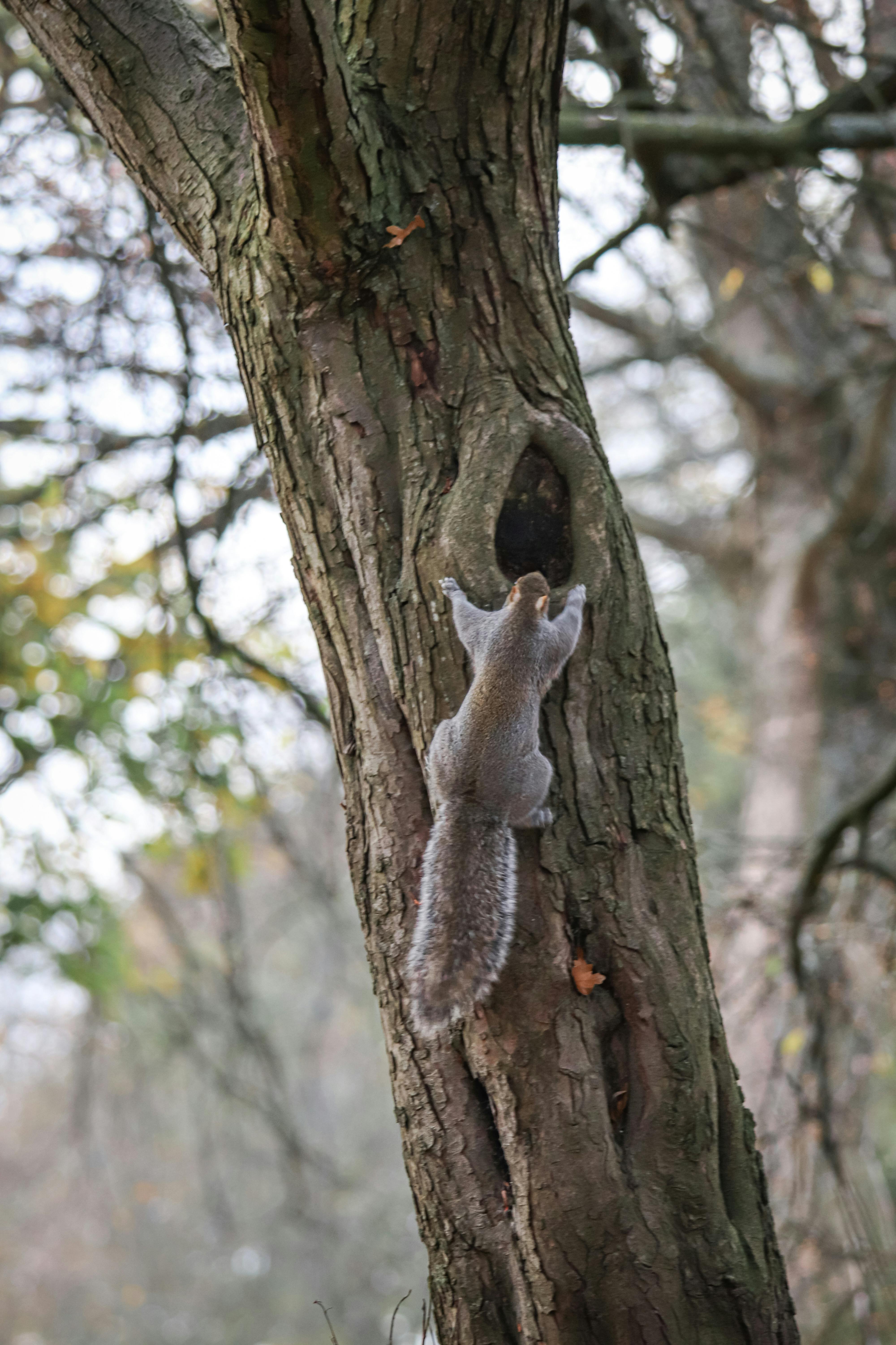 Grey Squirrel on Brown Tree Trunk