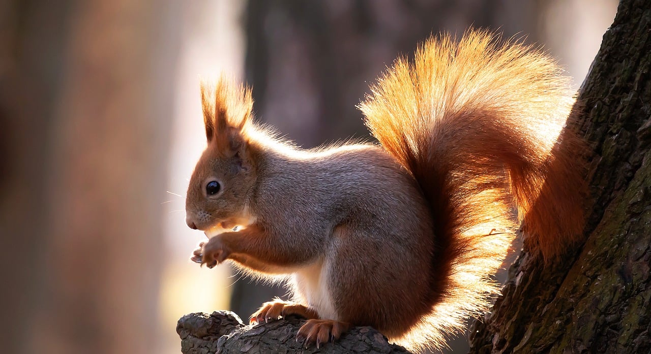 Squirrel Animal Nature