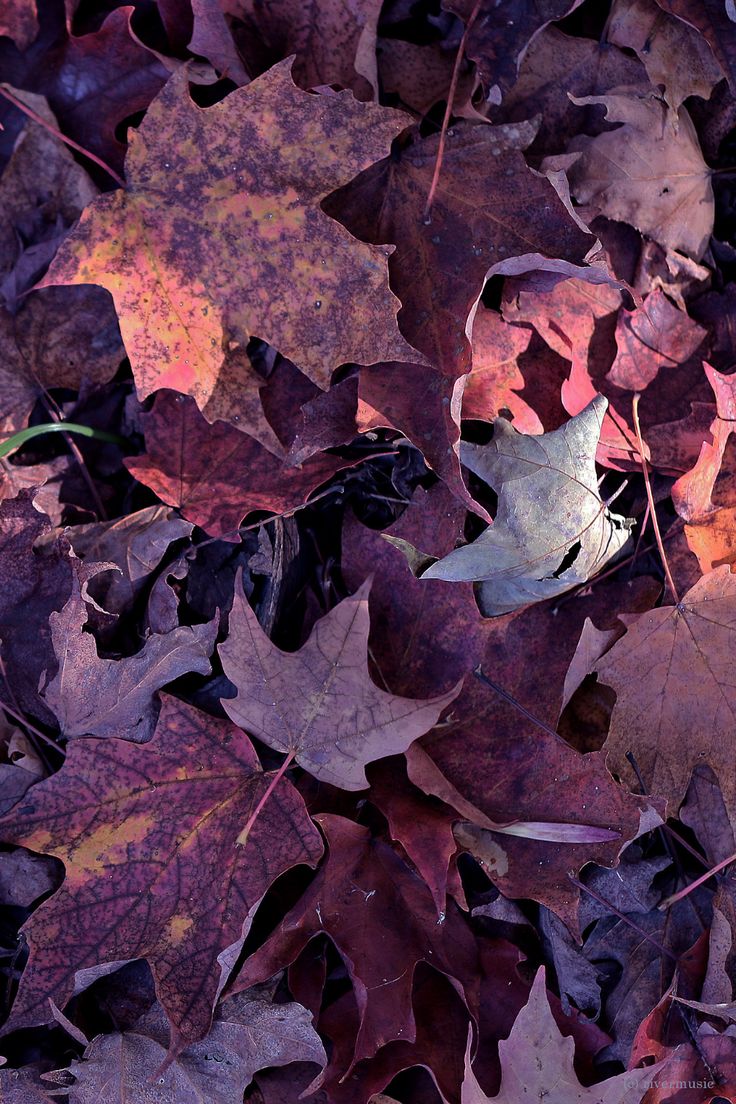 RiverWind Photography