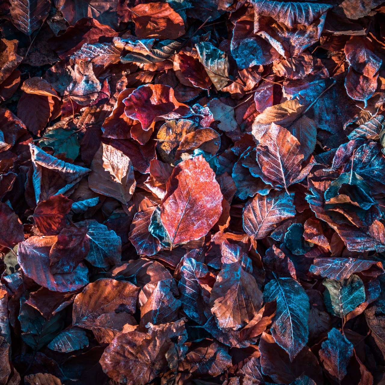 Autumn leaves Wallpaper 4K, Purple, Snow, Frost, Winter